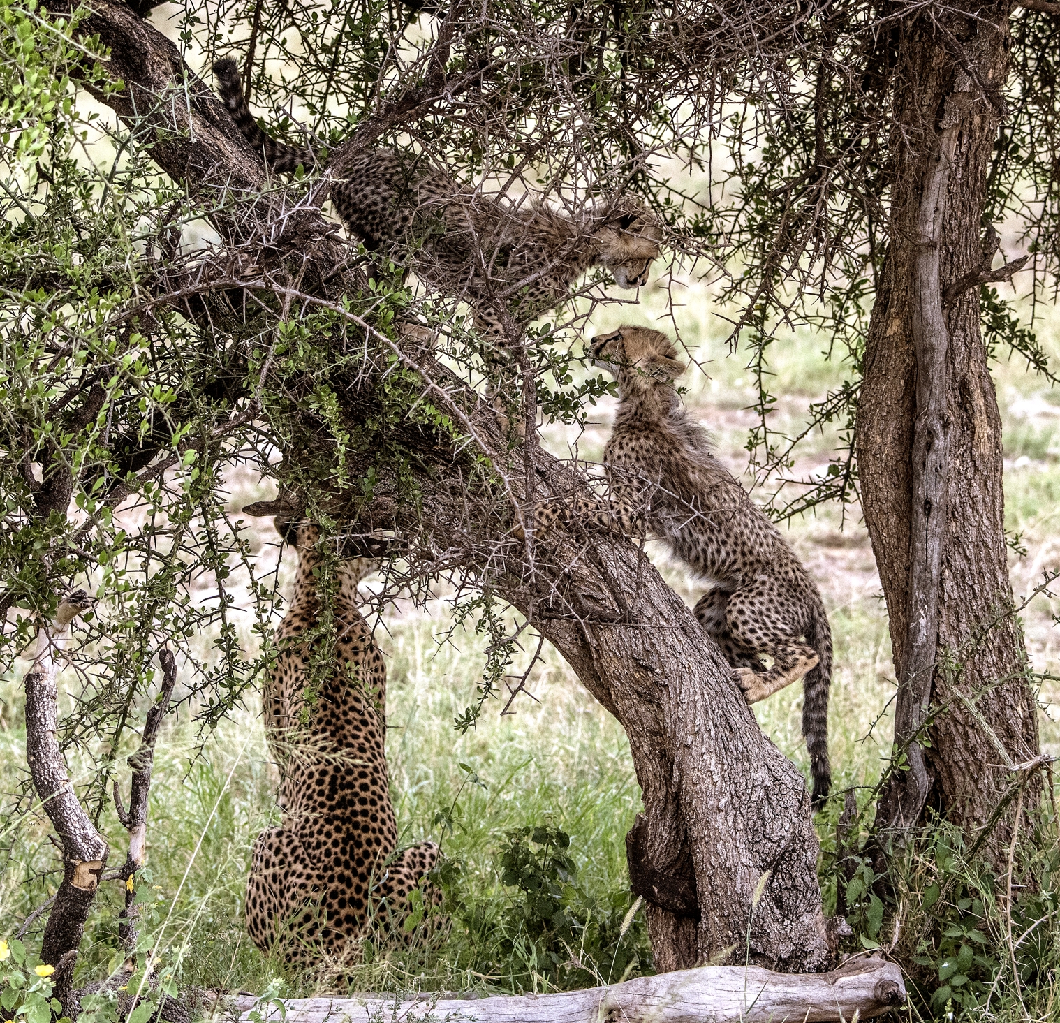 Tanzania 2015 - Sull'albero e sotto