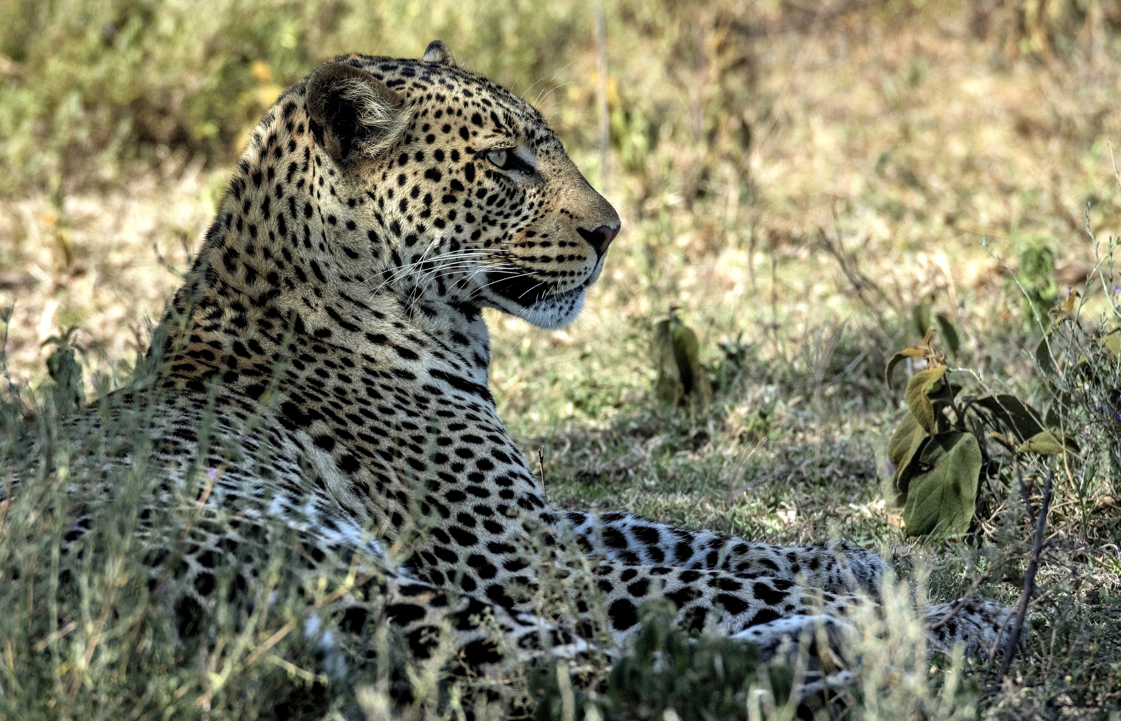 Tanzania 2015 - Leopard