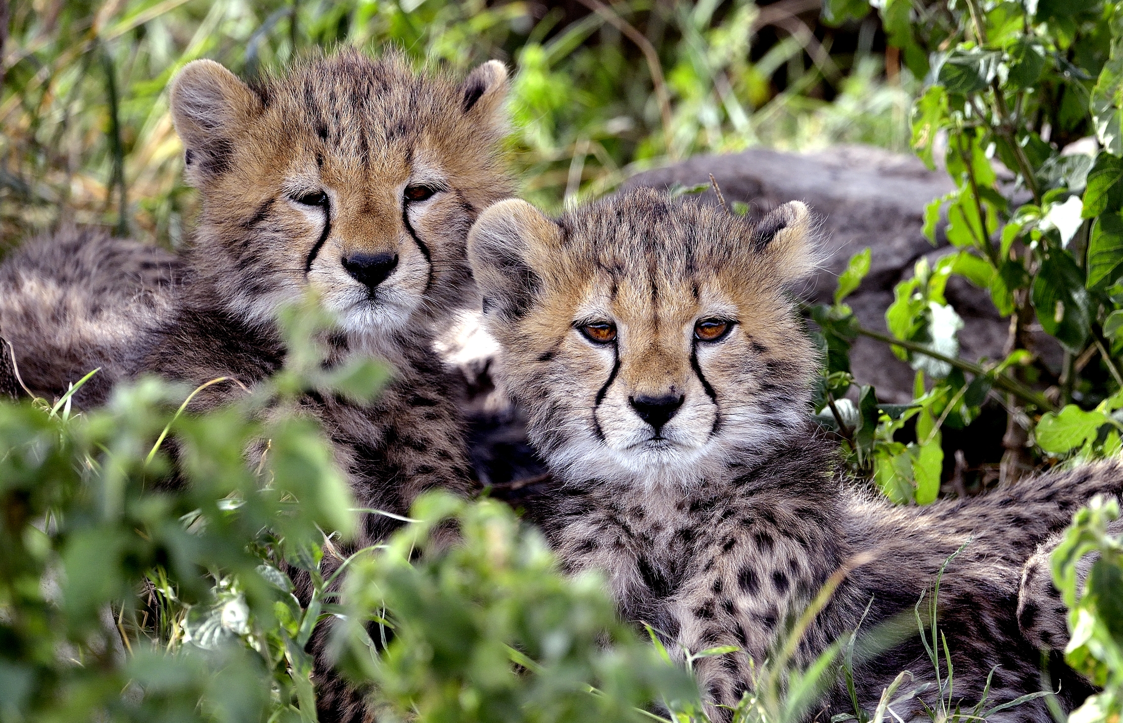 Tanzania 2015 - Puffetti