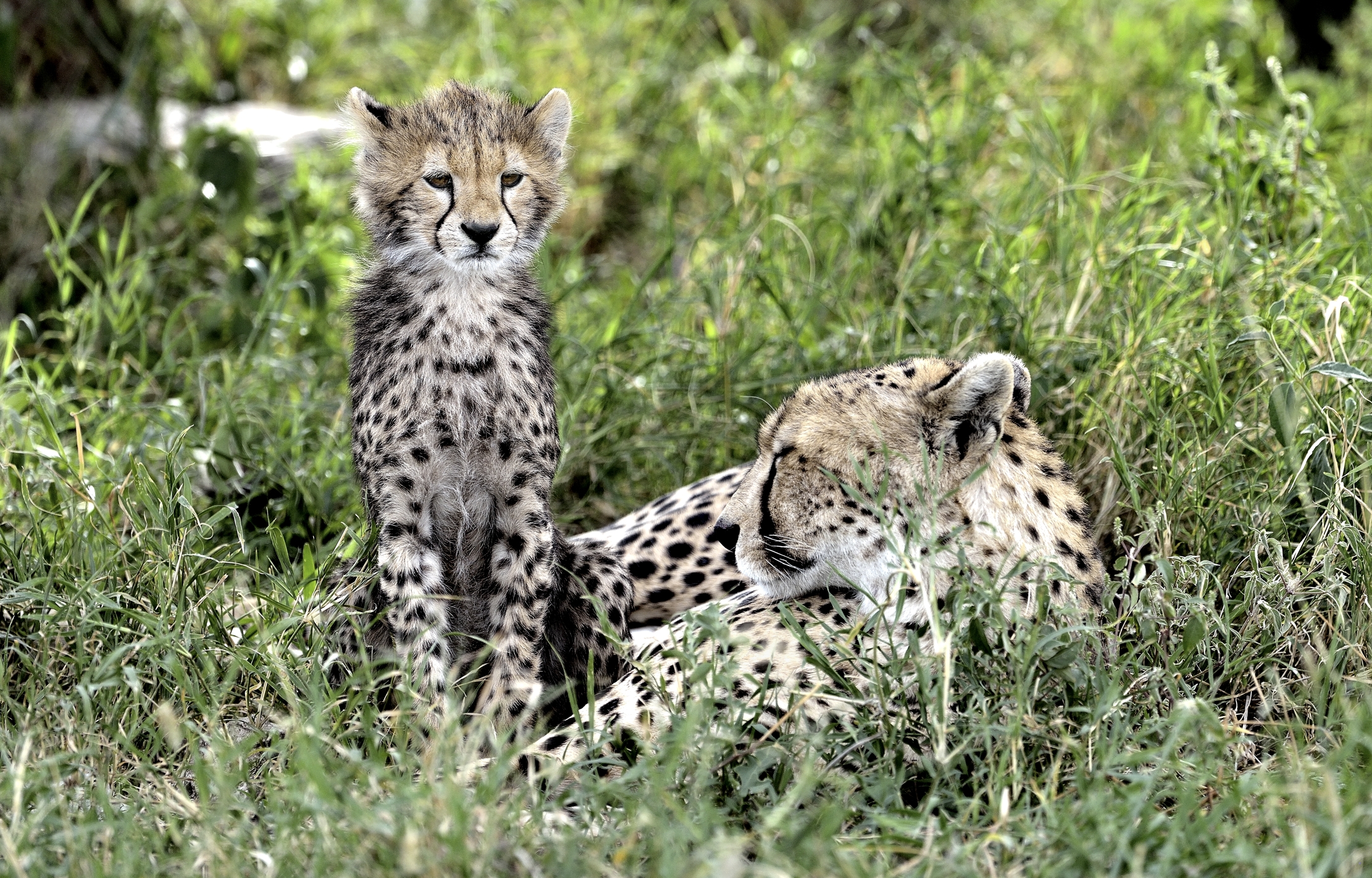 Tanzania 2015 - A guardia della mamma