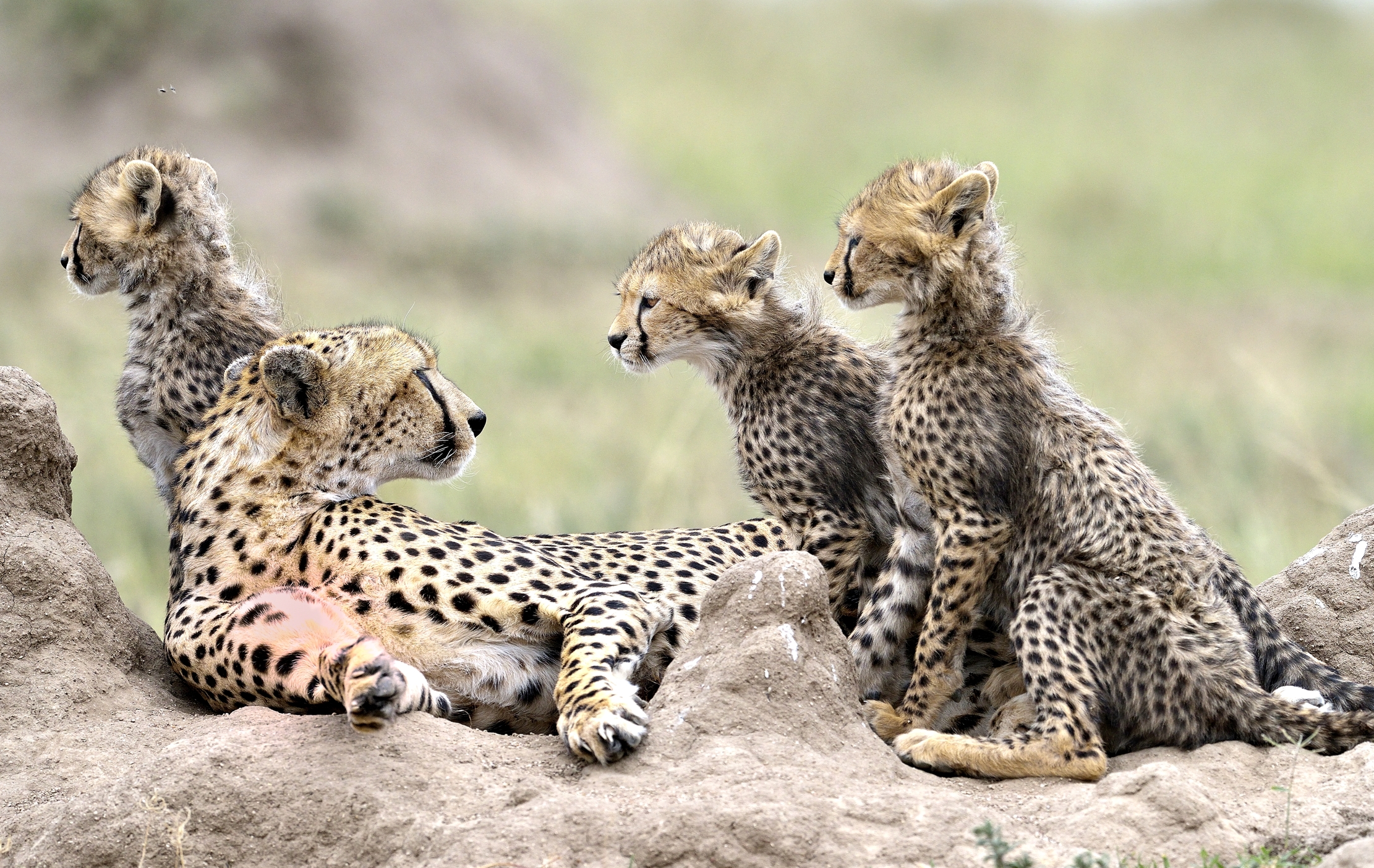 Tanzania 2015 - Ghepardi