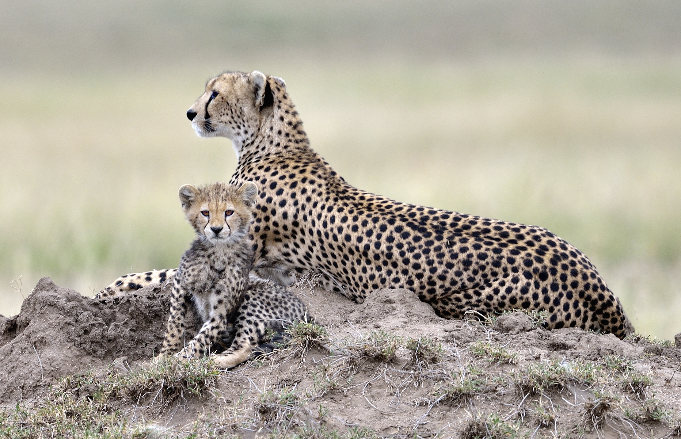 Tanzania 2015 - Ghepardi