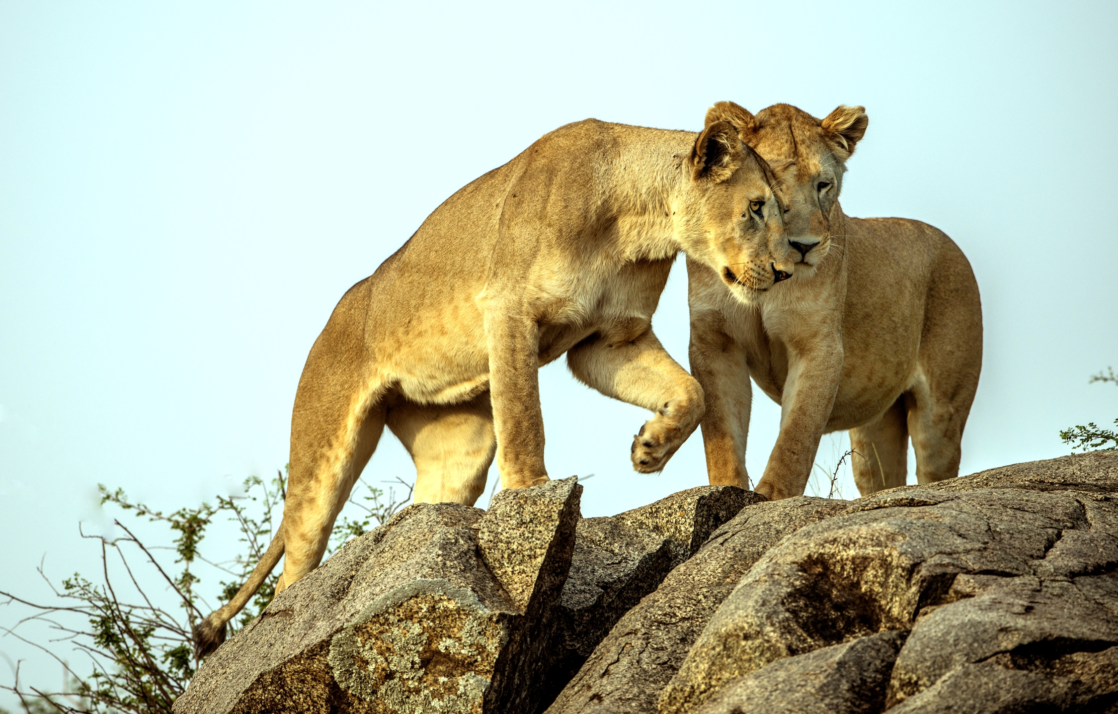 Tanzania 2015 - Sorelle