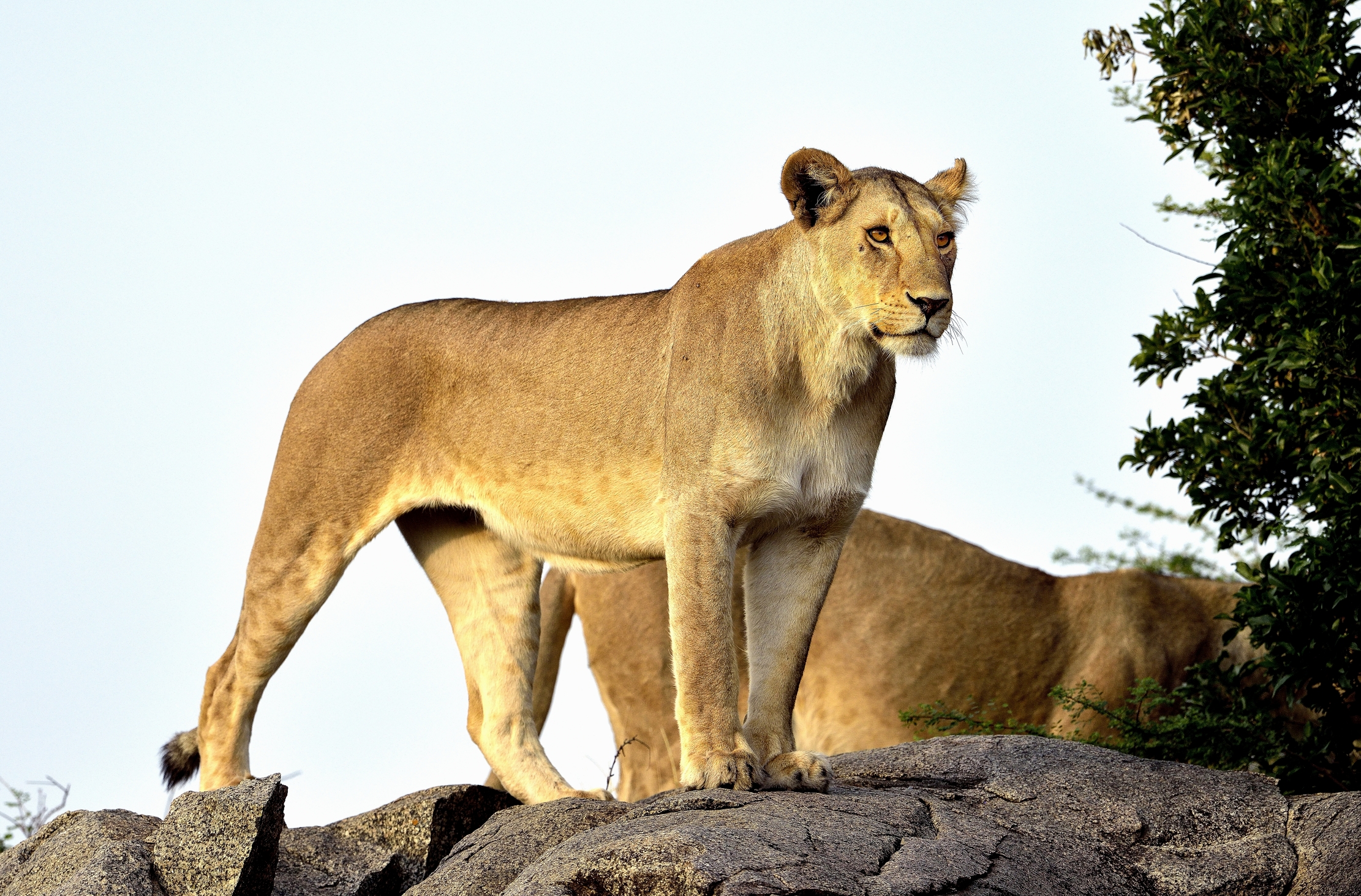 Tanzania 2015 - Sul Kopjes