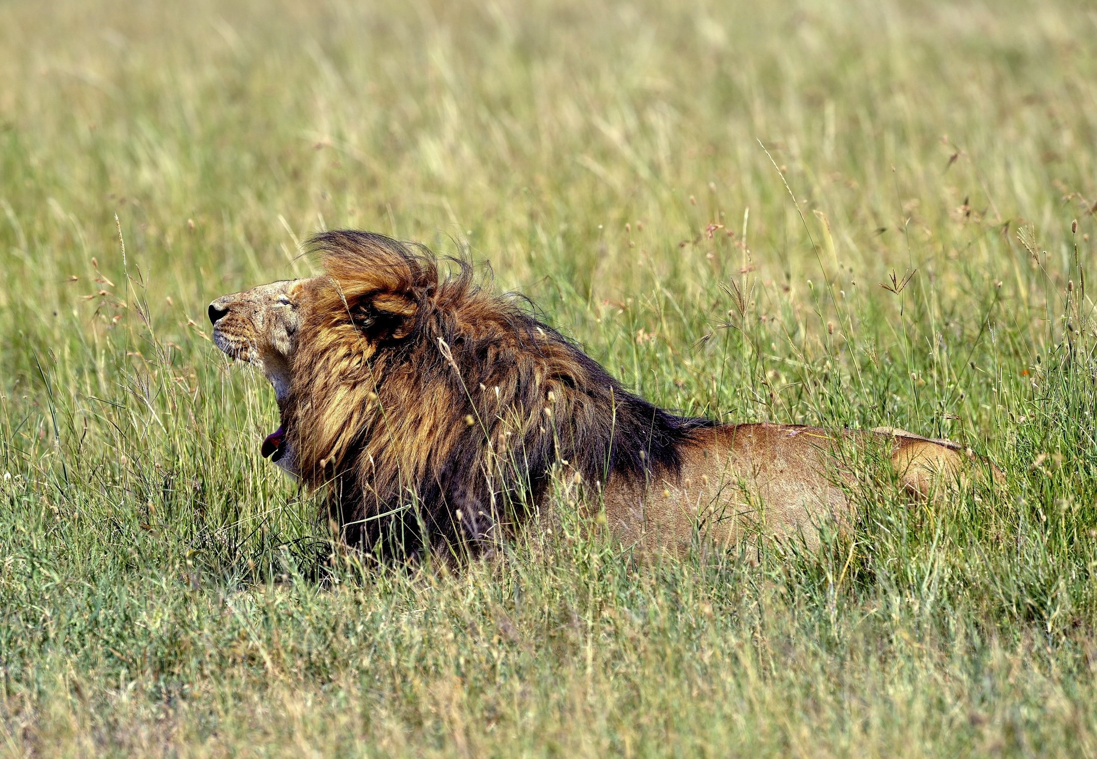 Tanzania 2015 - Ruggito ... sbadiglioso