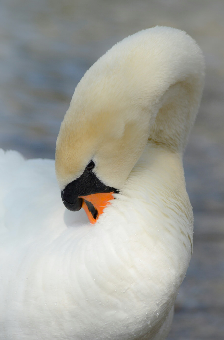 swan