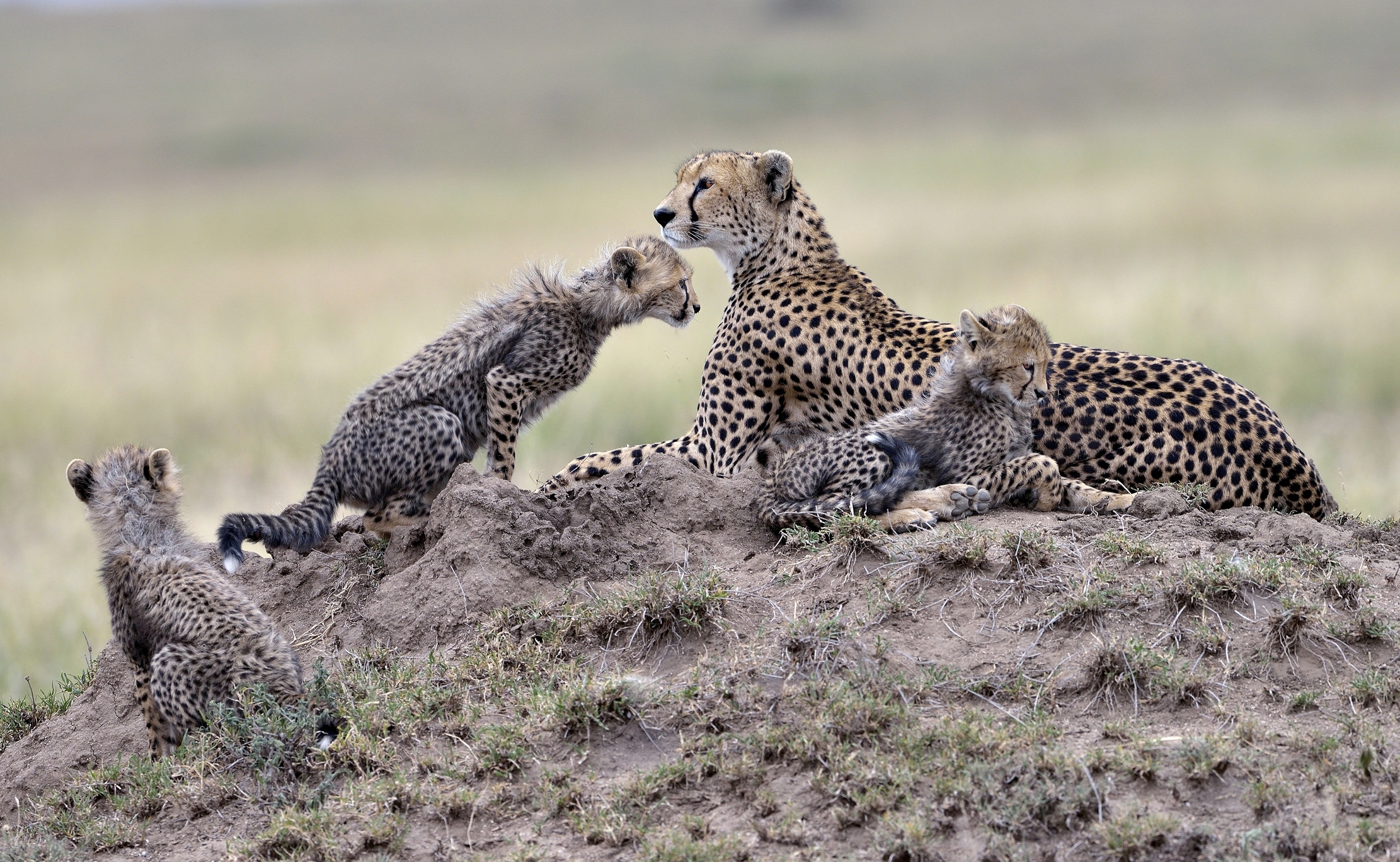 Tanzania 2015 - Ricerca