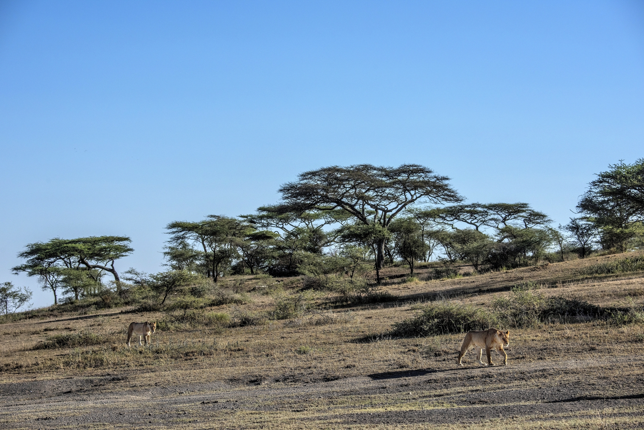 Tanzania 2015 - Ndutu