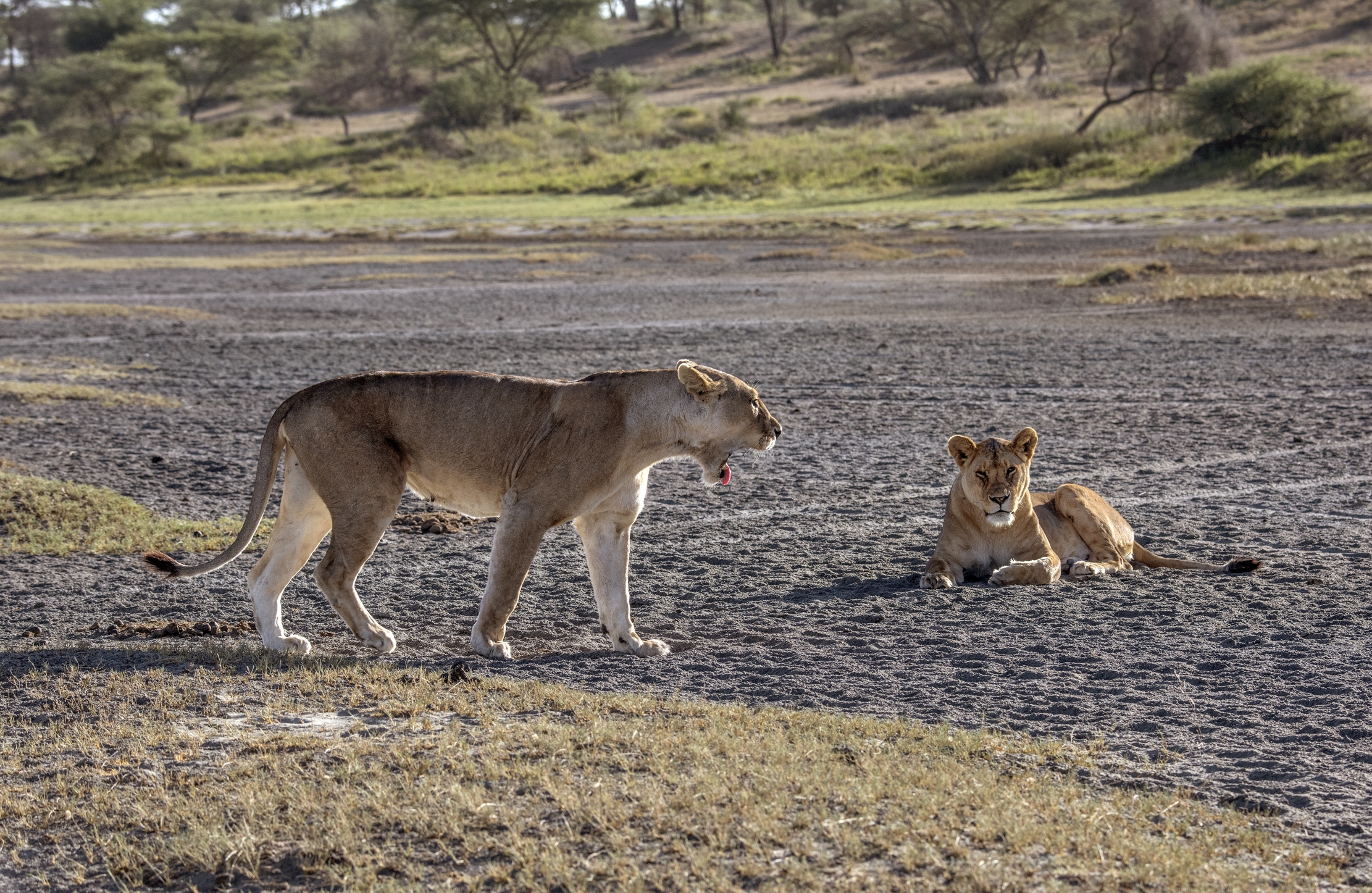 Tanzania 2015 - Il rimbrotto