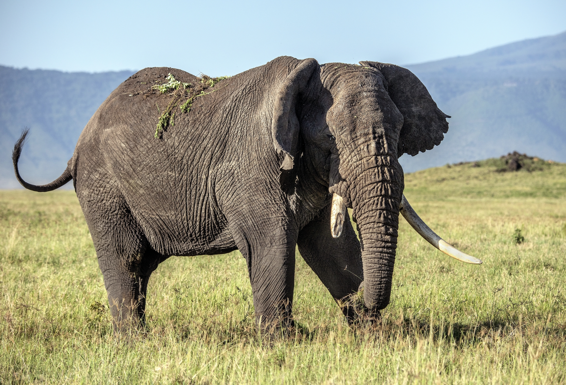 Tanzania 2015 - Elefante