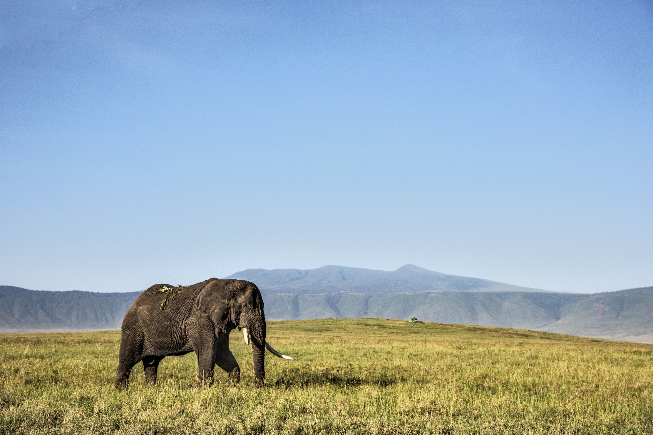 Tanzania 2015 - Elefante