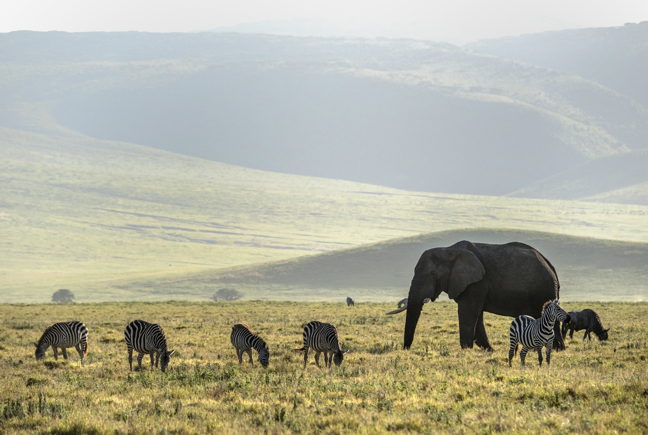 Tanzania 2015 - Ngorongoro crater