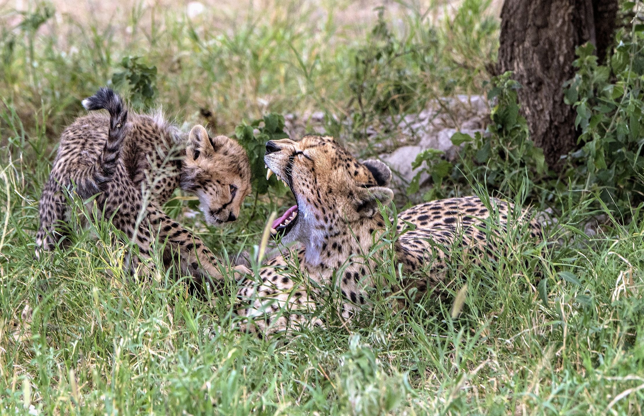 Tanzania 2015 - Che c'è nella bocca??