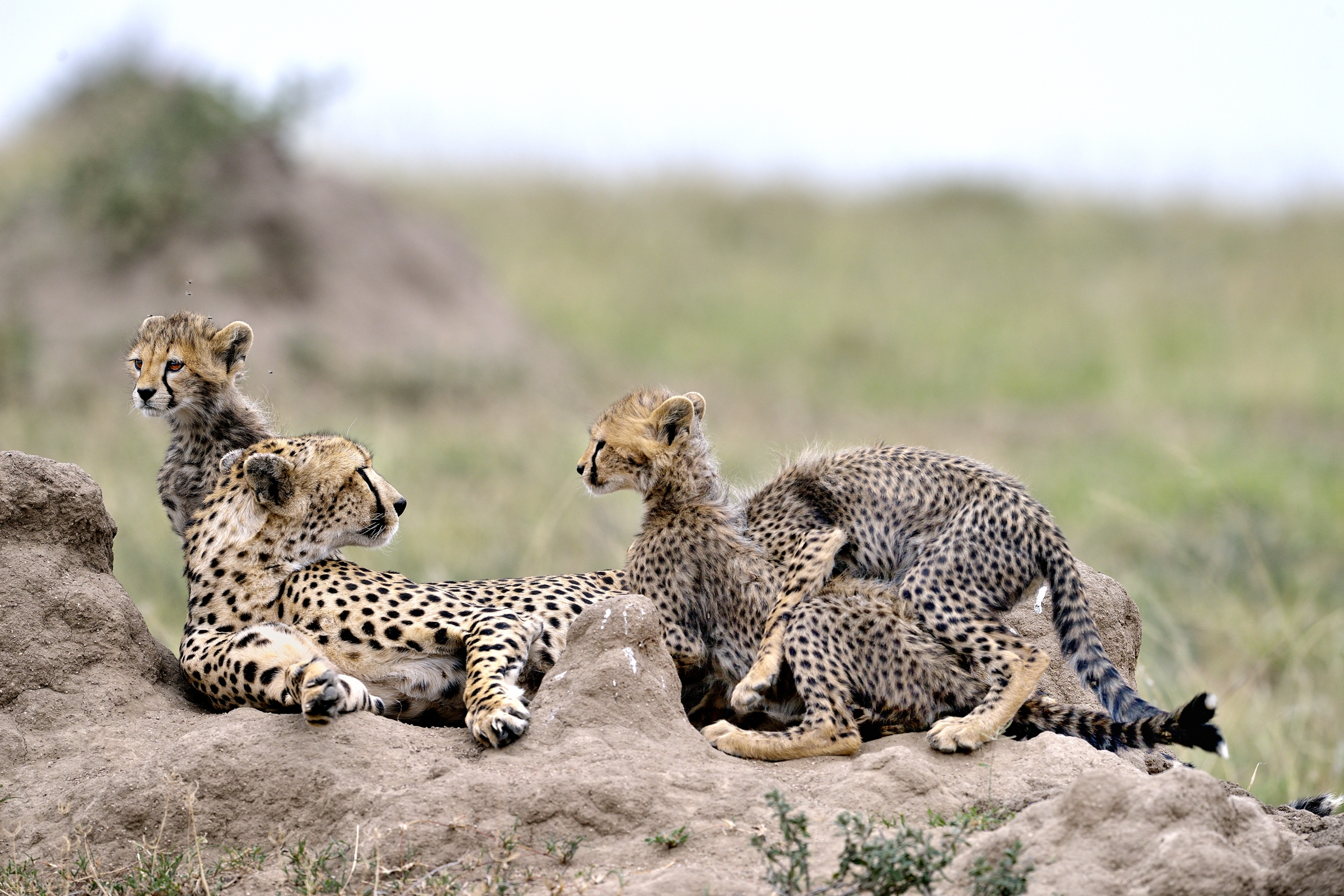 Tanzania 2015 - Salgo anch'io!