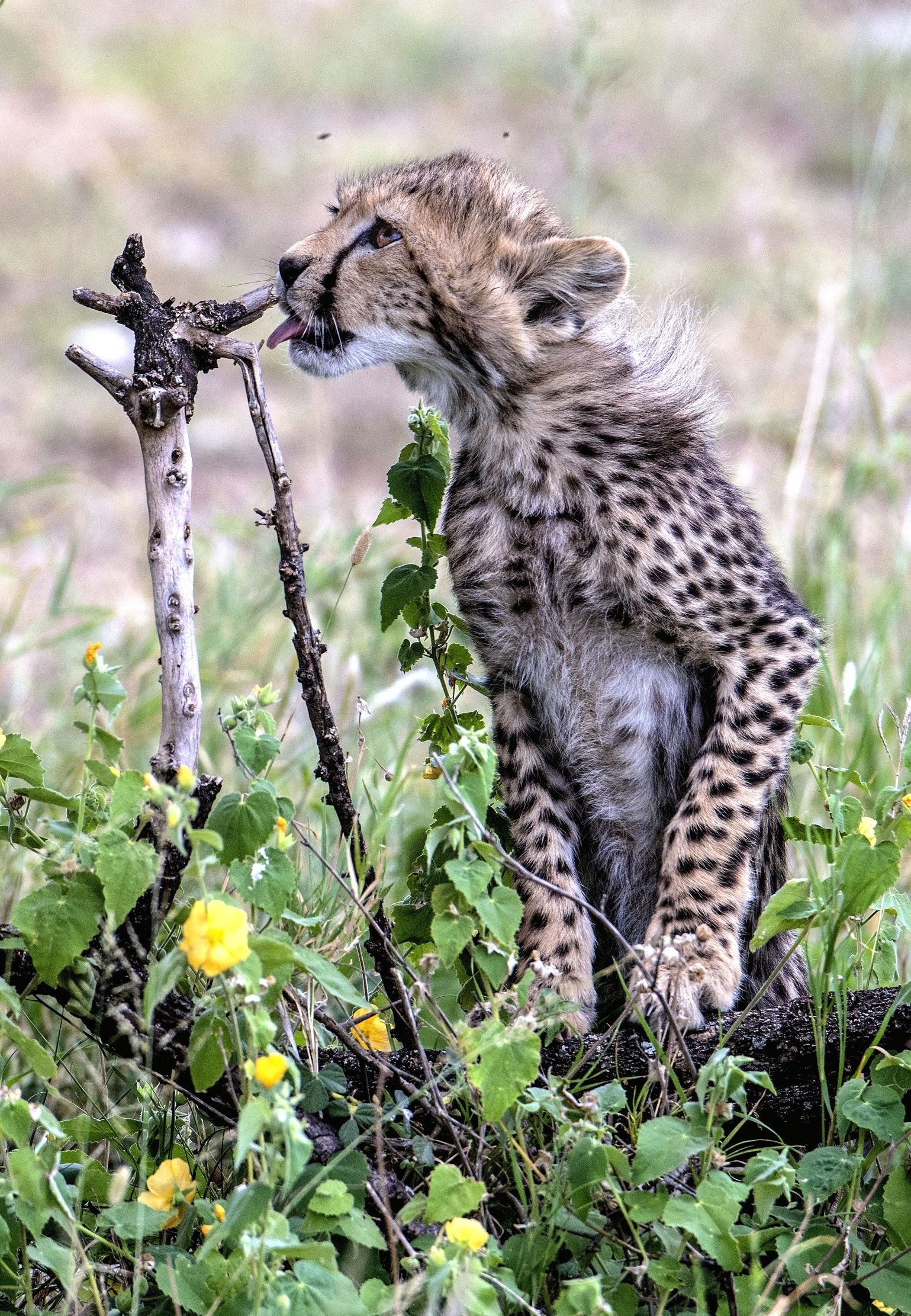 Tanzania 2015 - Linguetta