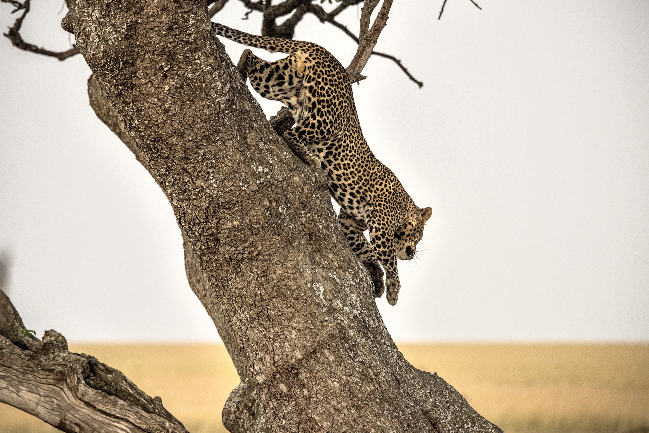 Tanzania 2015 - Discesa