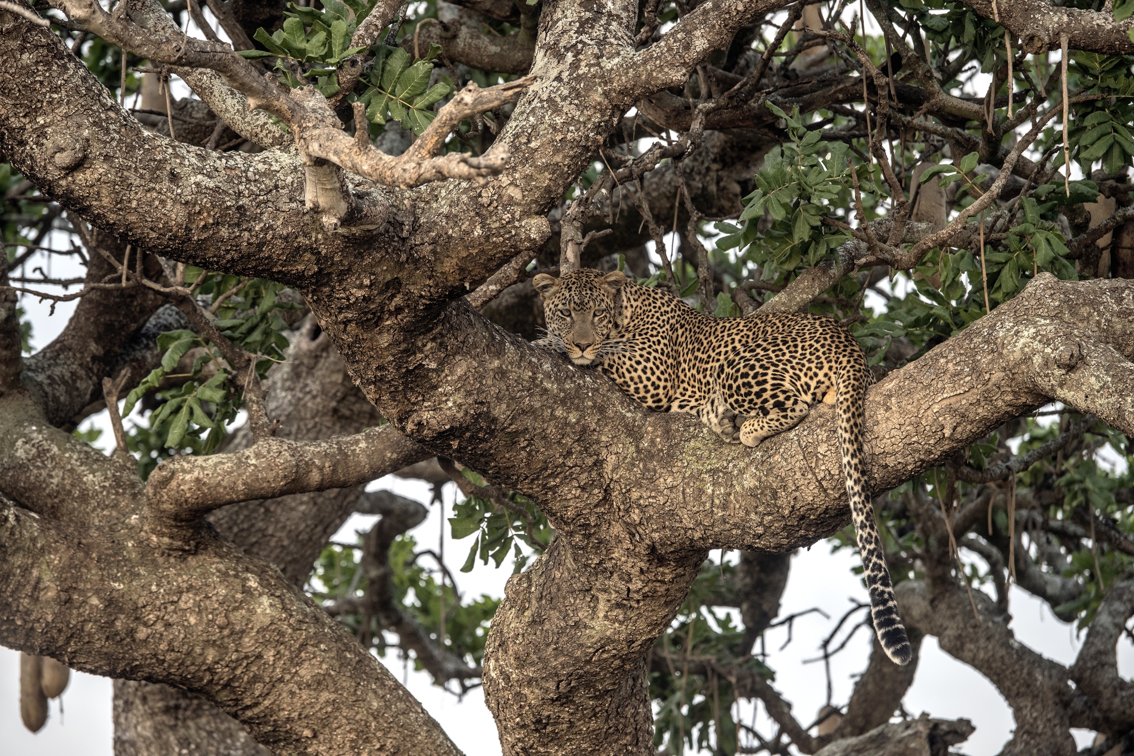 Tanzania 2015 - Tra i rami