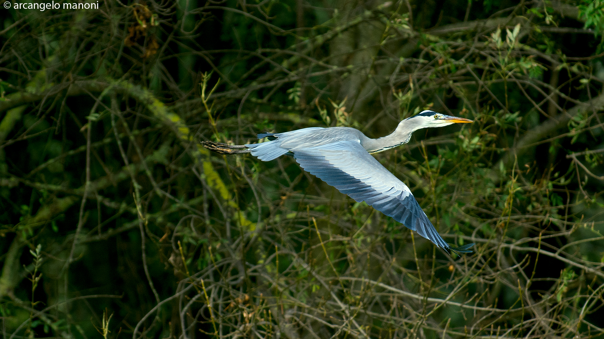 Grey Heron in flight
