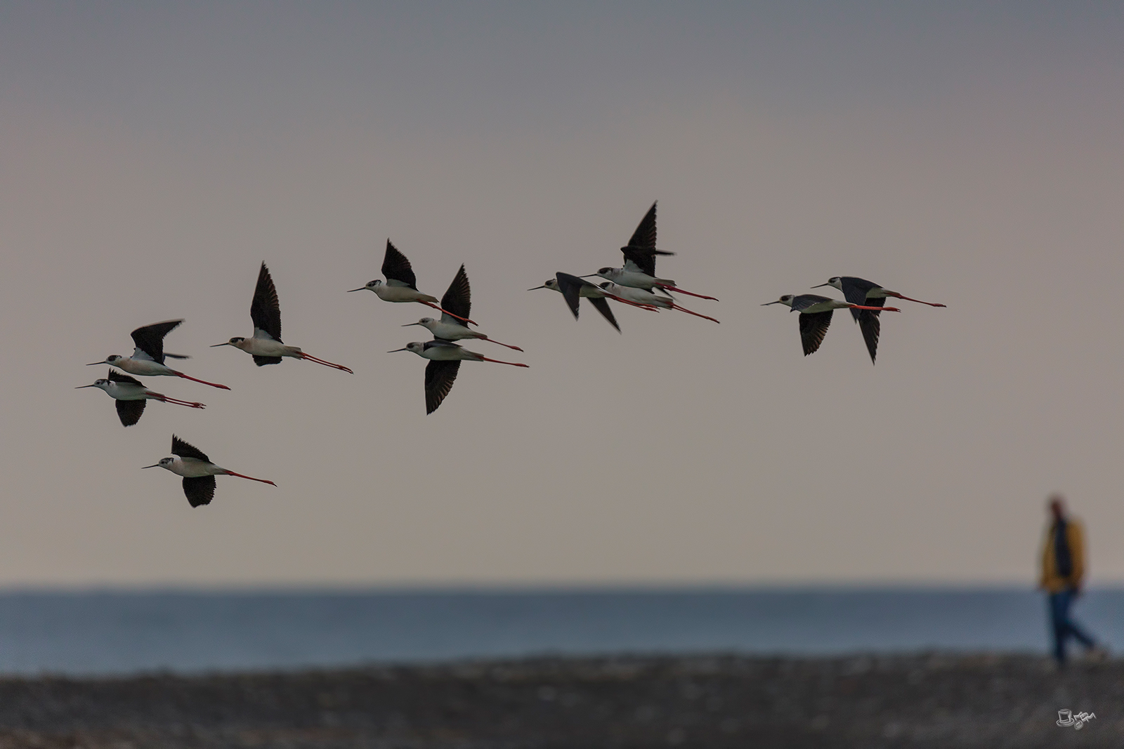 first exit with Sugma 150/600 Sport