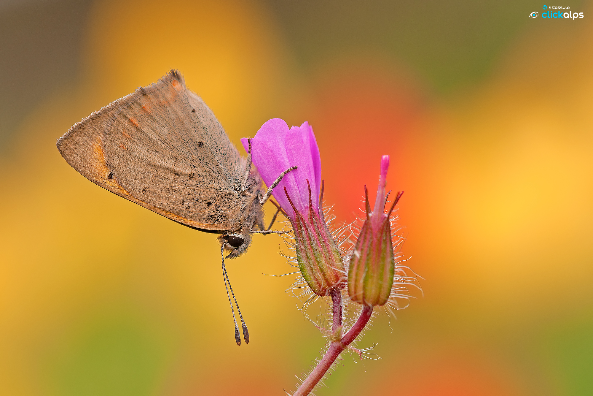 Lycaena phlaeas (Linnaeus, 1761)