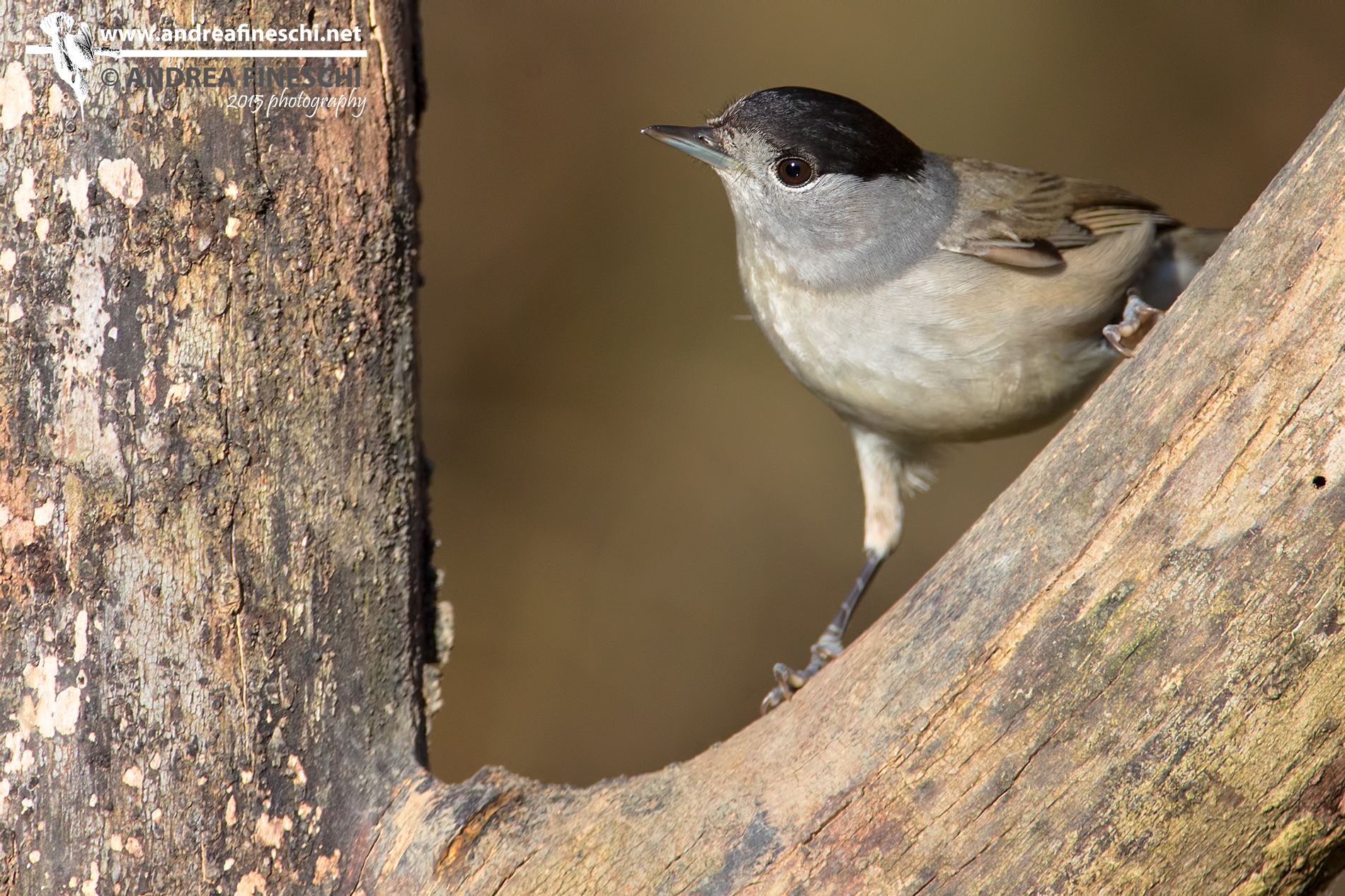 Male Blackcap