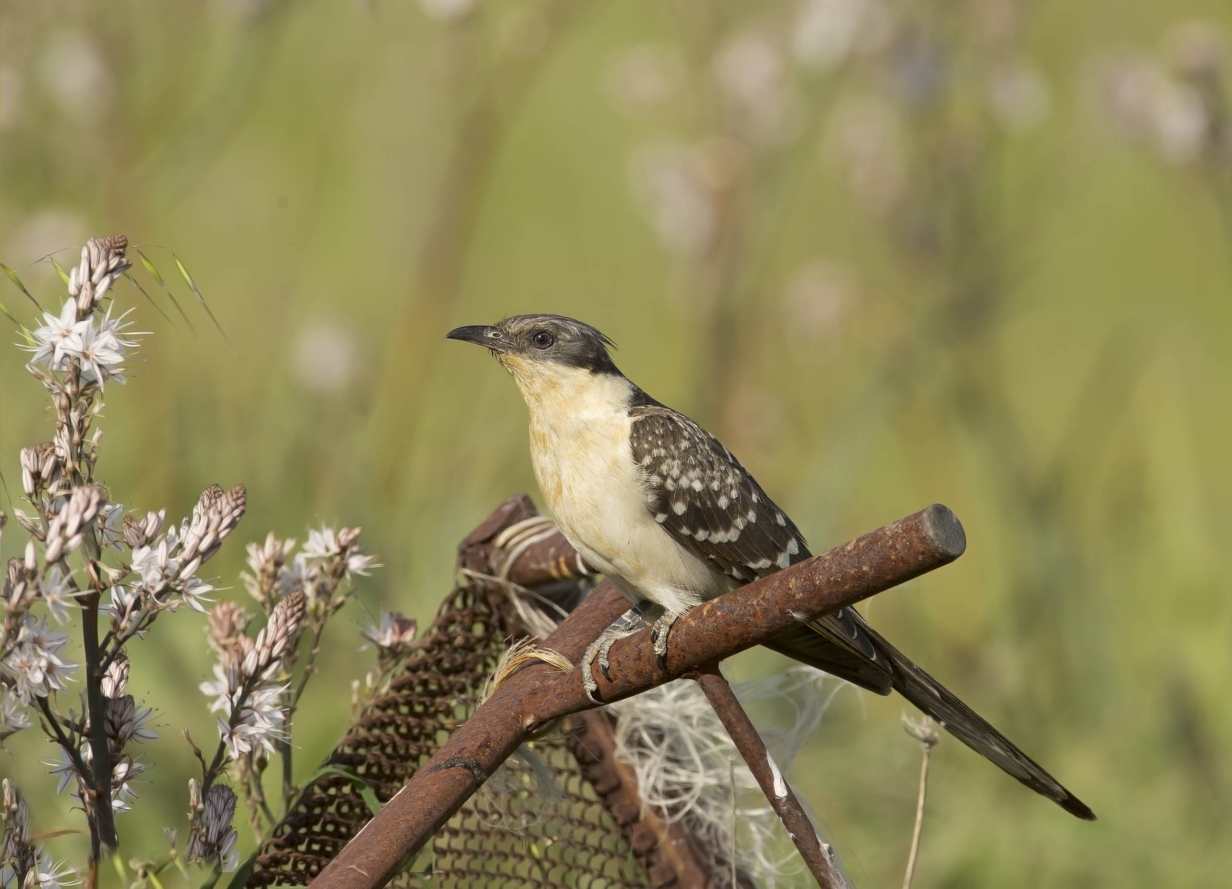 uno dei posatoi più brutti del mondo....sopra un cucu...