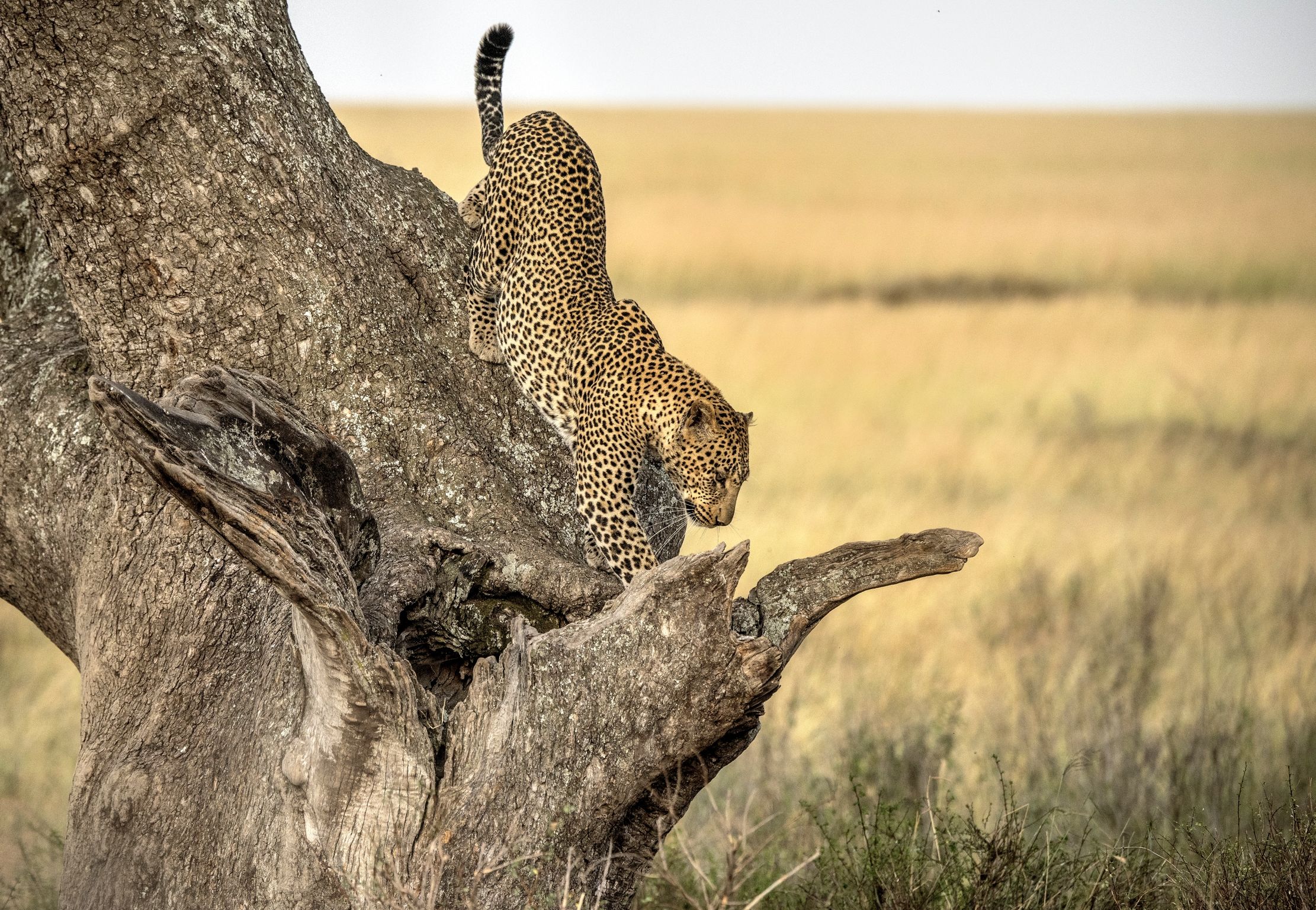 Tanzania 2015 - Discesa