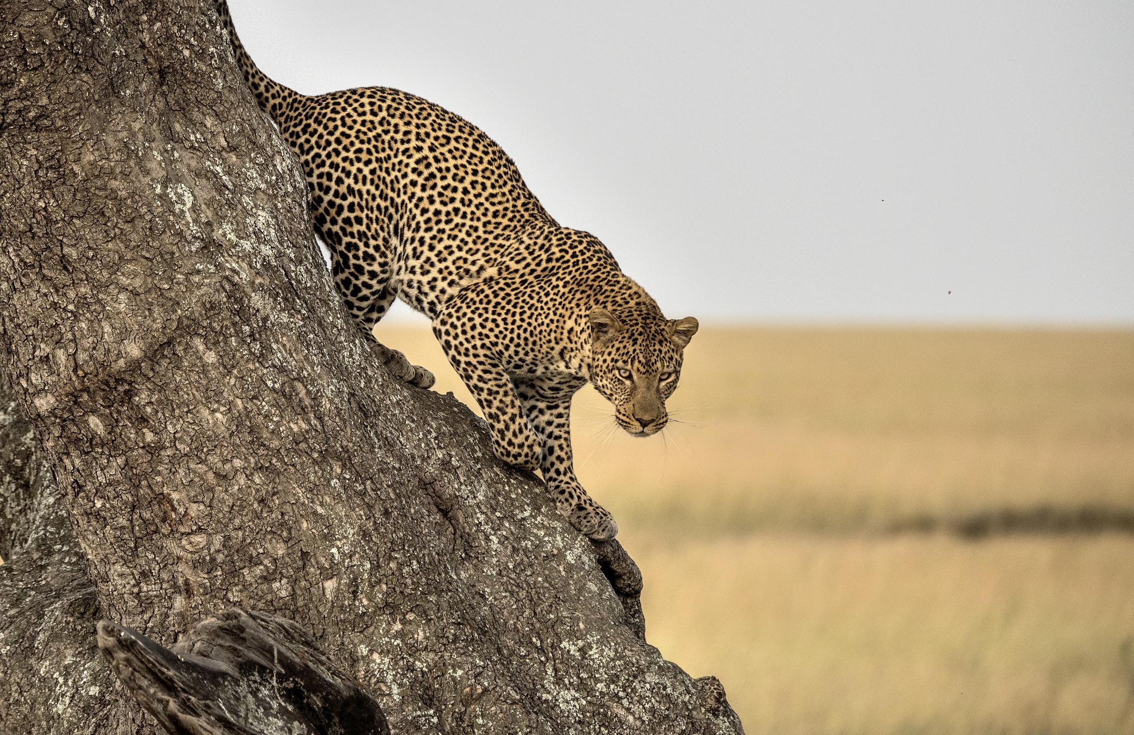 Tanzania 2015 - Discesa