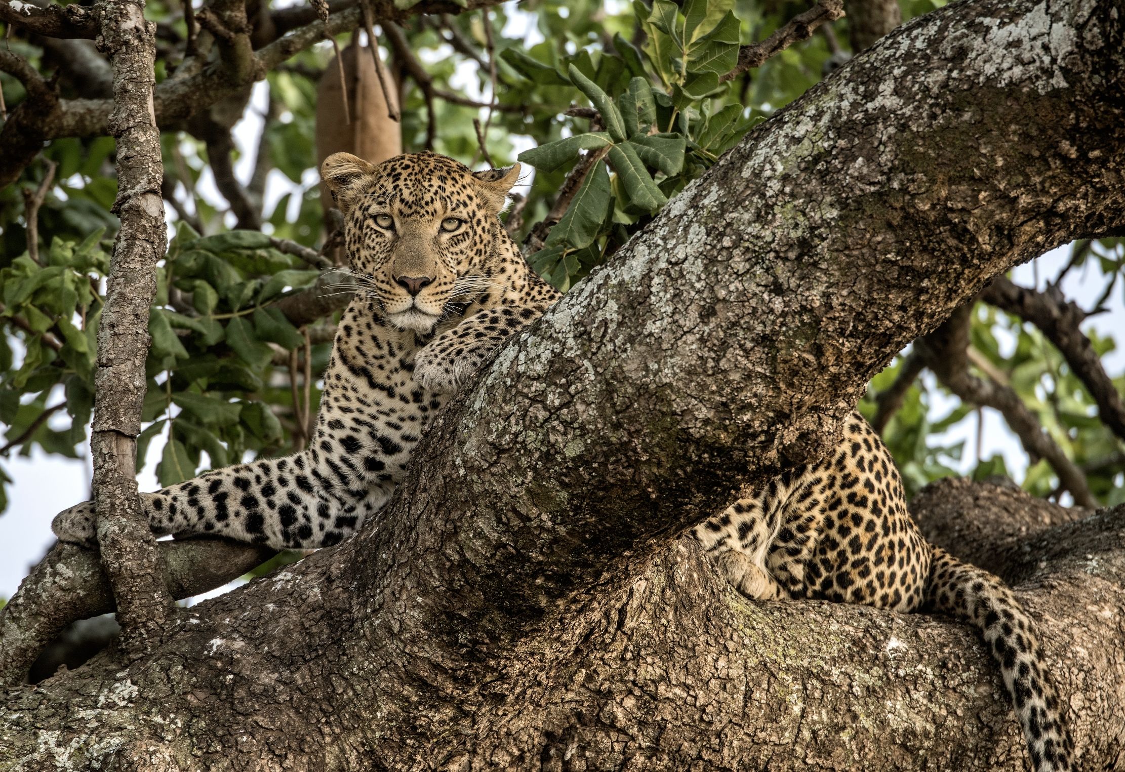 Tanzania 2015 - Sguardo