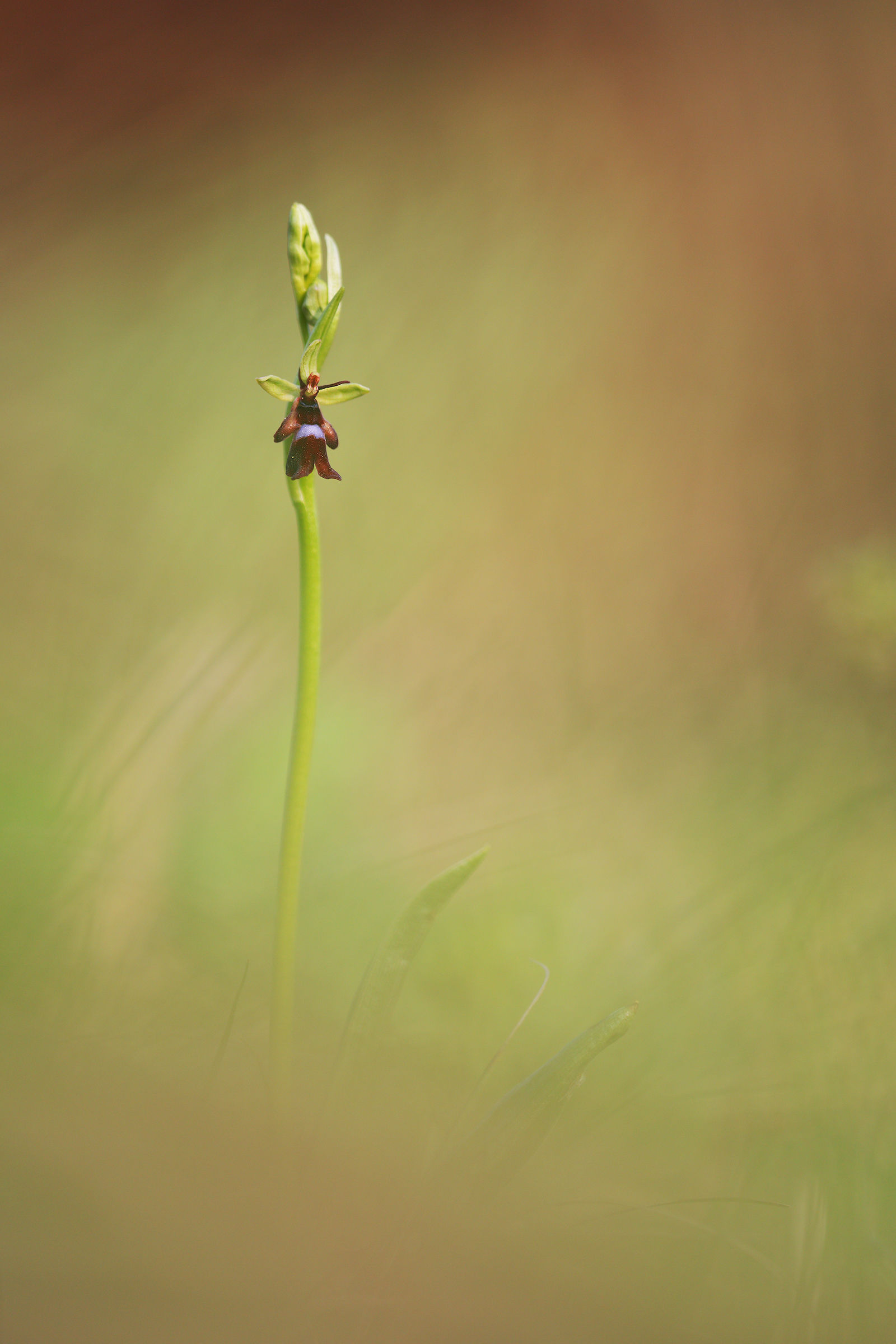 Ophrys insectifera