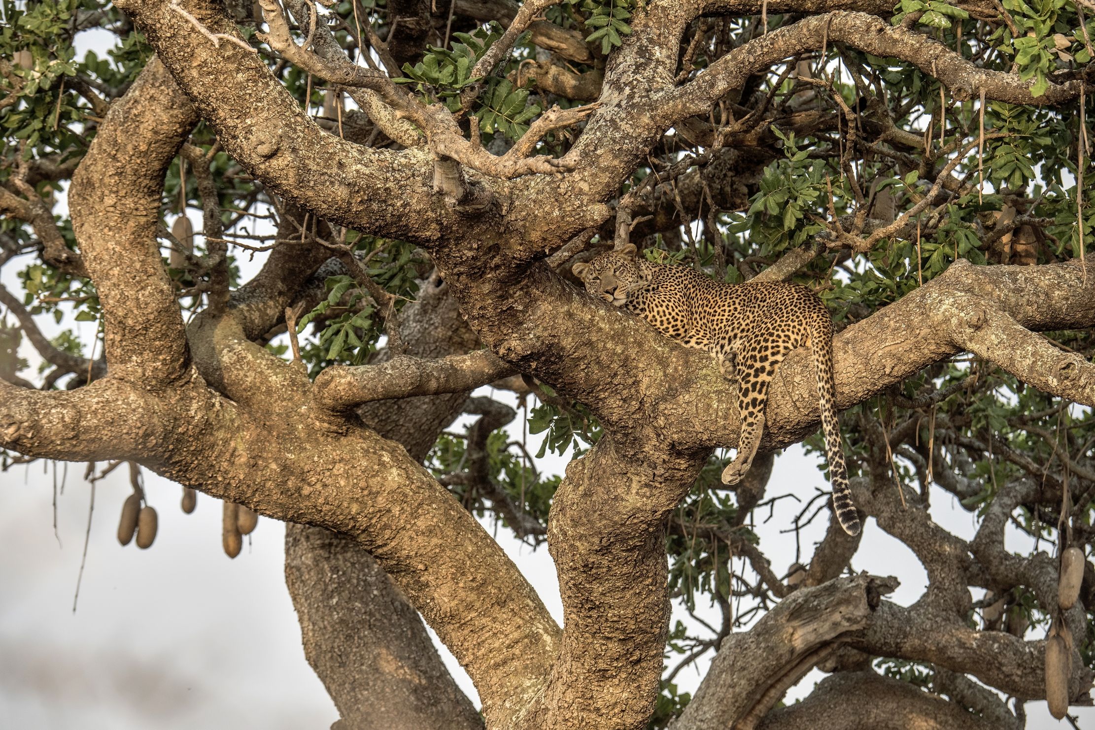 Tanzania 2015 - Tra i rami