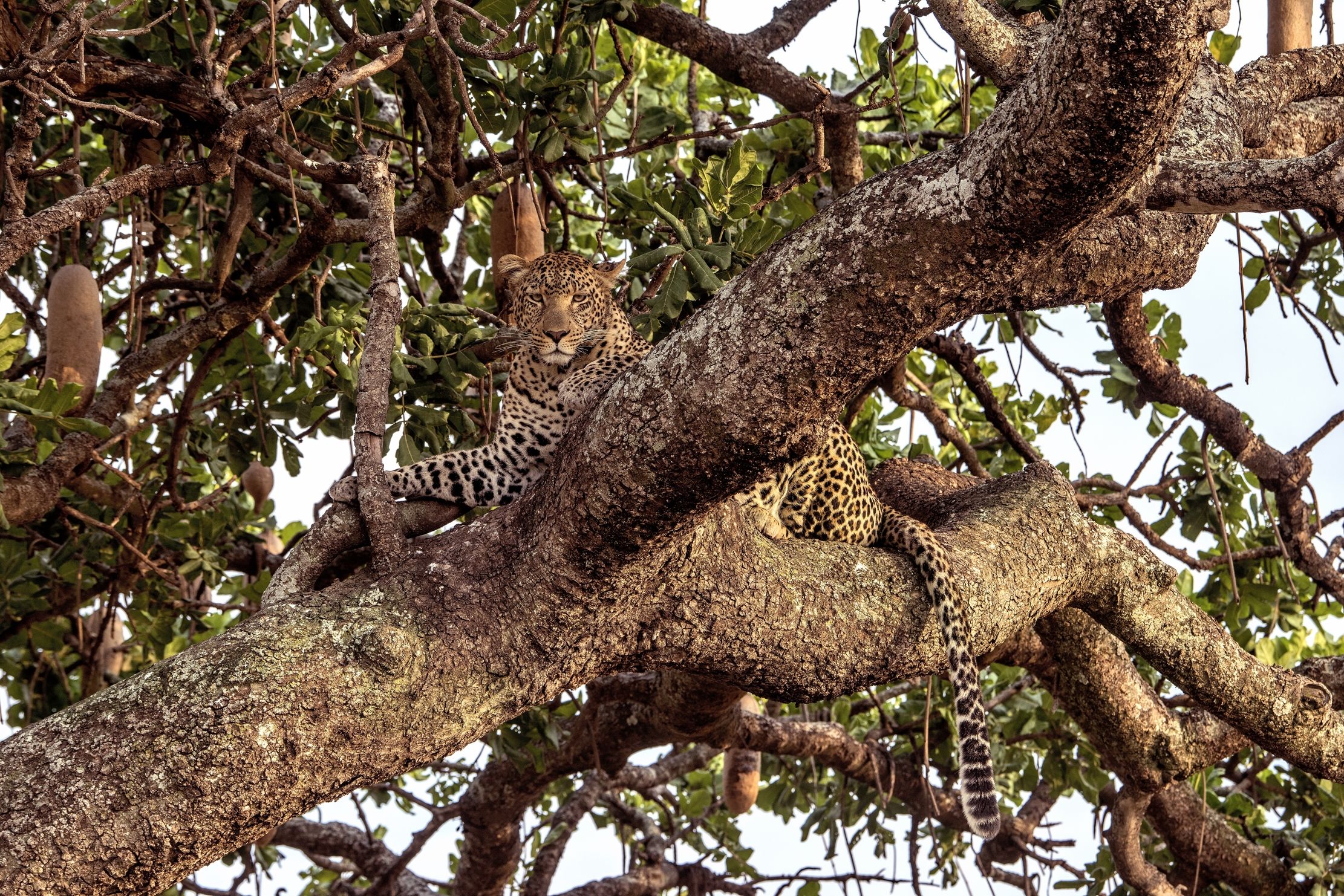 Tanzania 2015 - Leopard