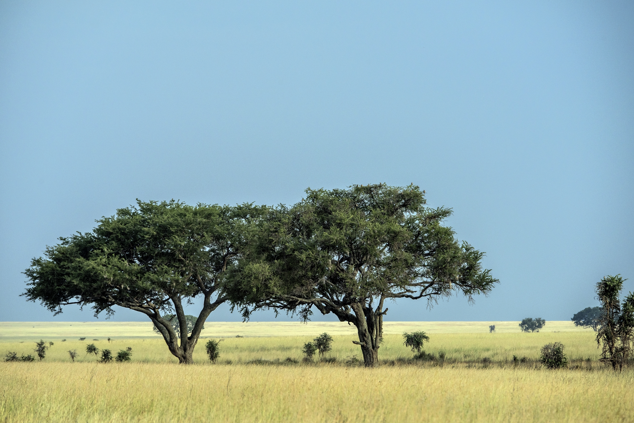 Tanzania 2015 - Serengeti
