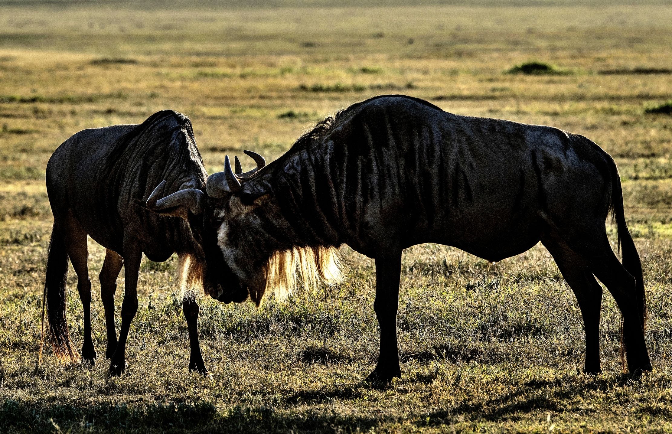 Tanzania 2015 - Controluce
