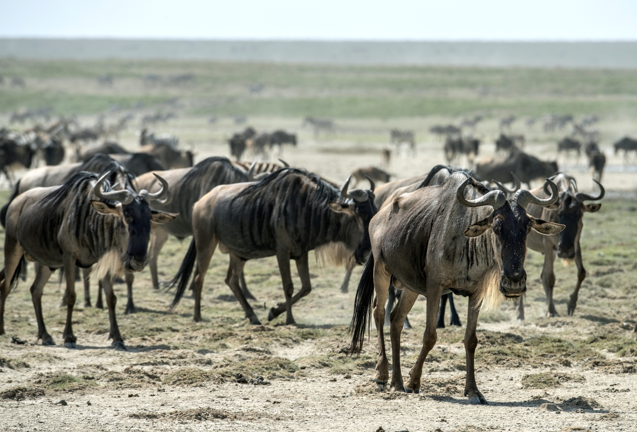 Tanzania 2015 - Migrazione