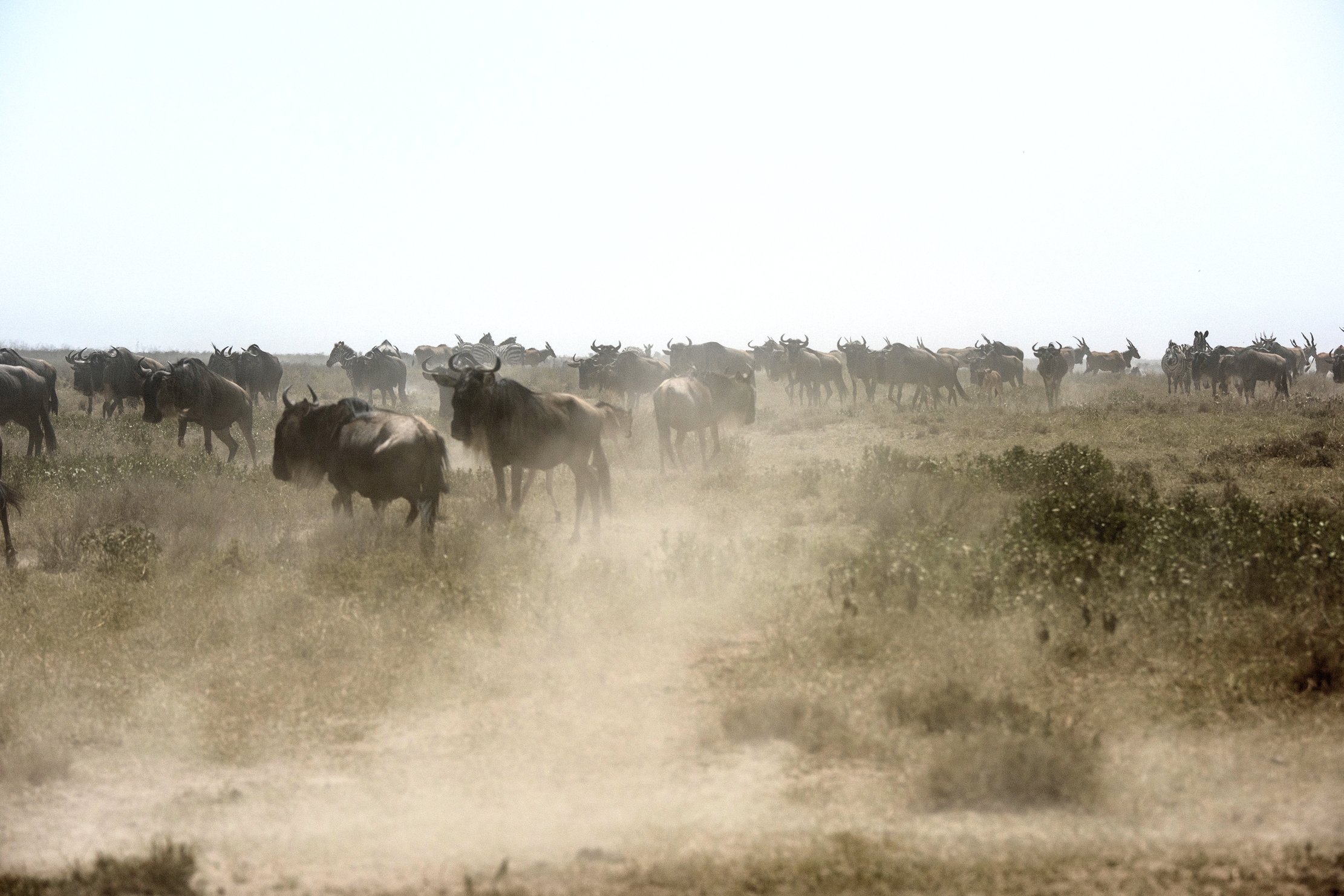 Tanzania 2015 - Migrazione