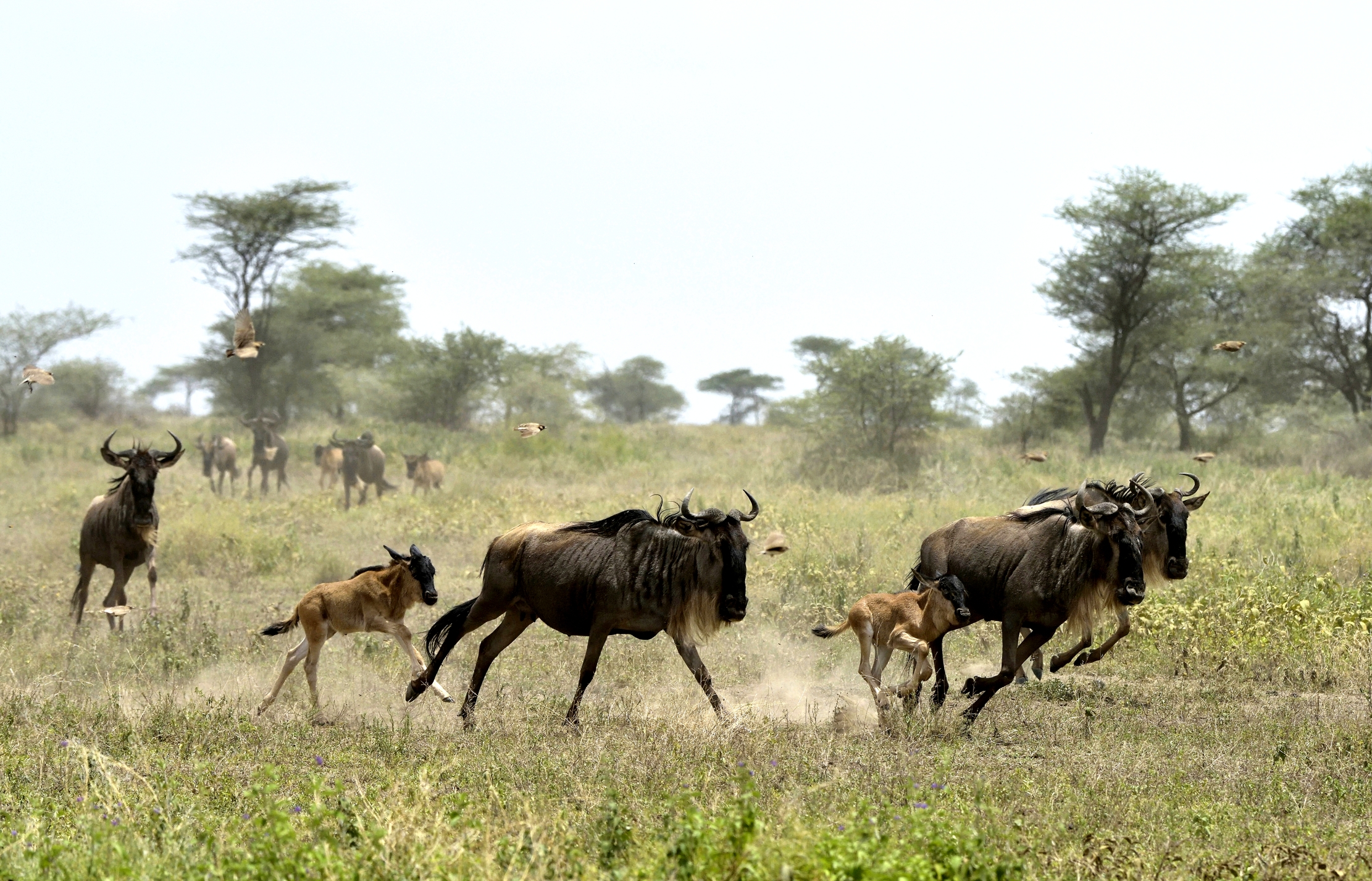 Tanzania 2015 - Migrazione