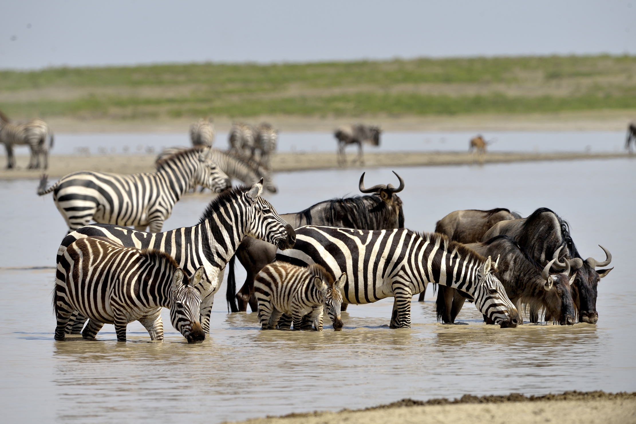 Tanzania 2015 - Migrazione