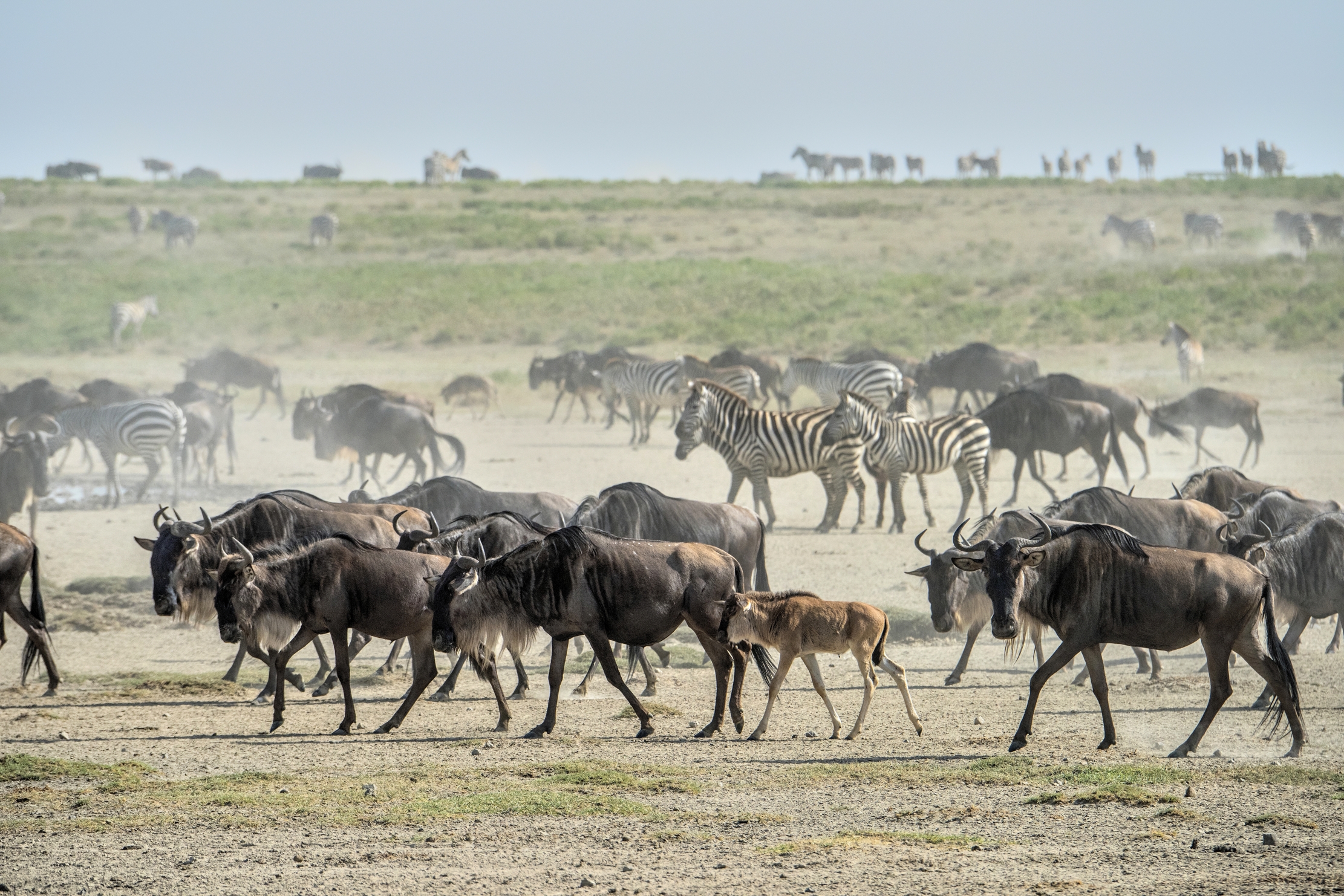 Tanzania 2015 - Migrazione