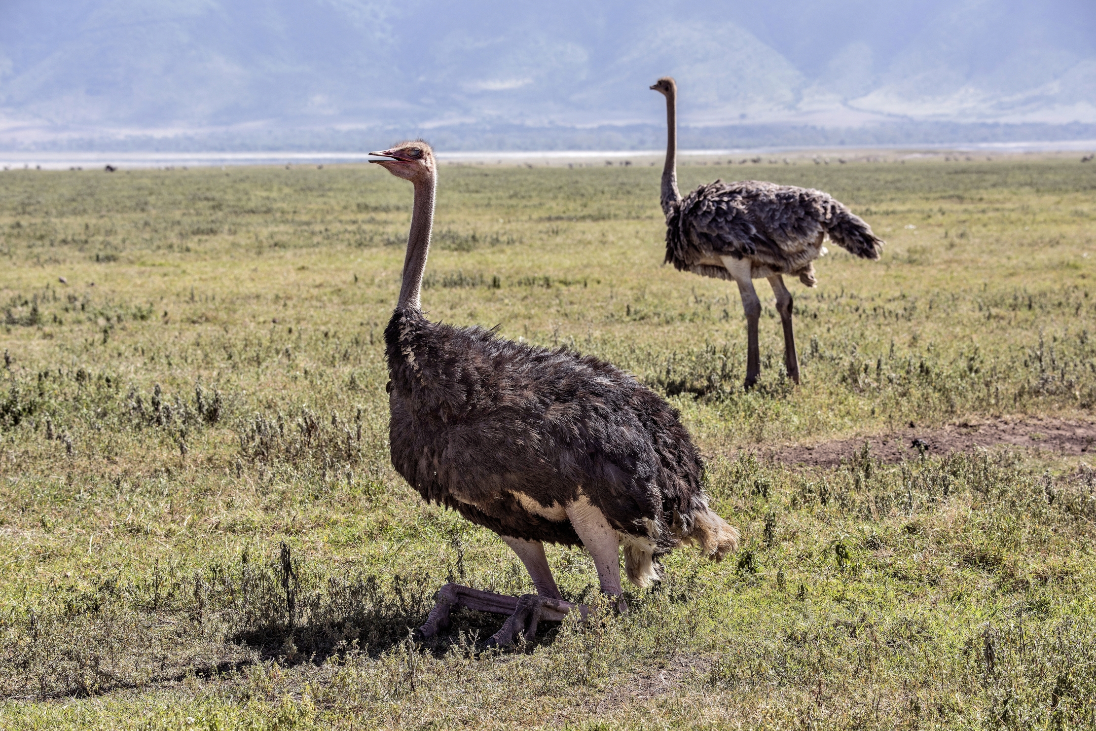 Tanzania 2015 - Struzzi