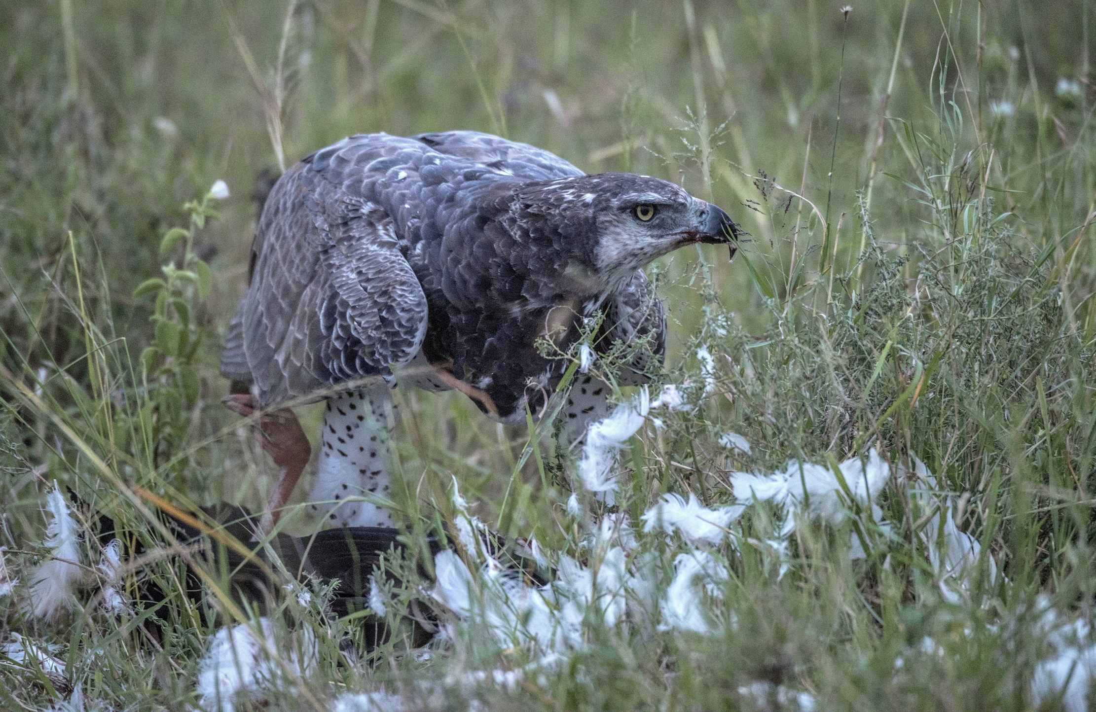 Tanzania 2015 - Aquila Marziale