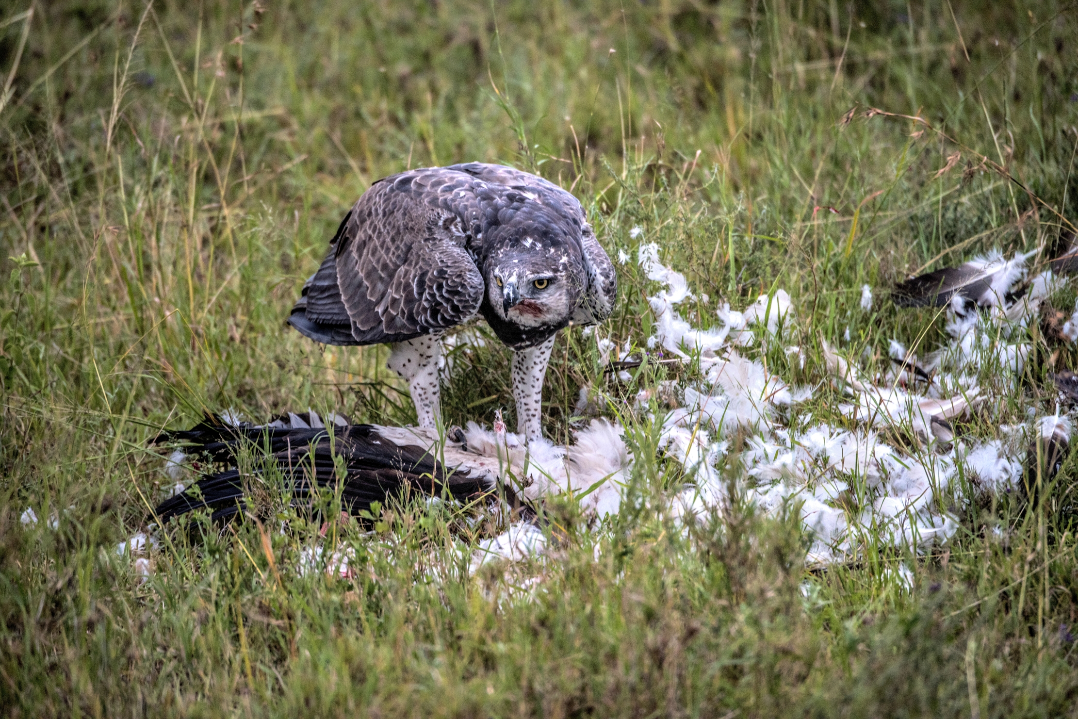 Tanzania 2015 - Aquila Marziale
