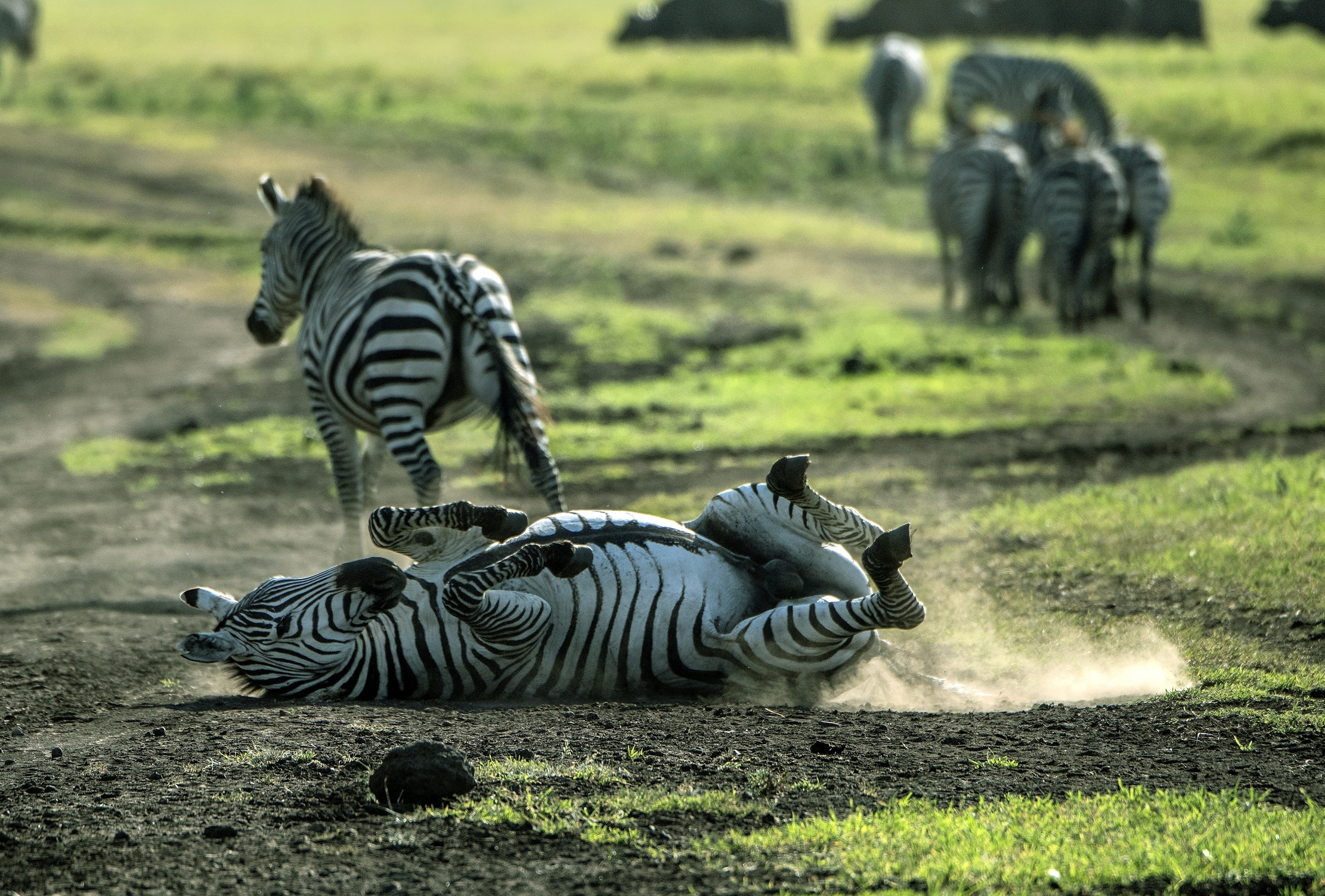 Tanzania 2015 - Zebre