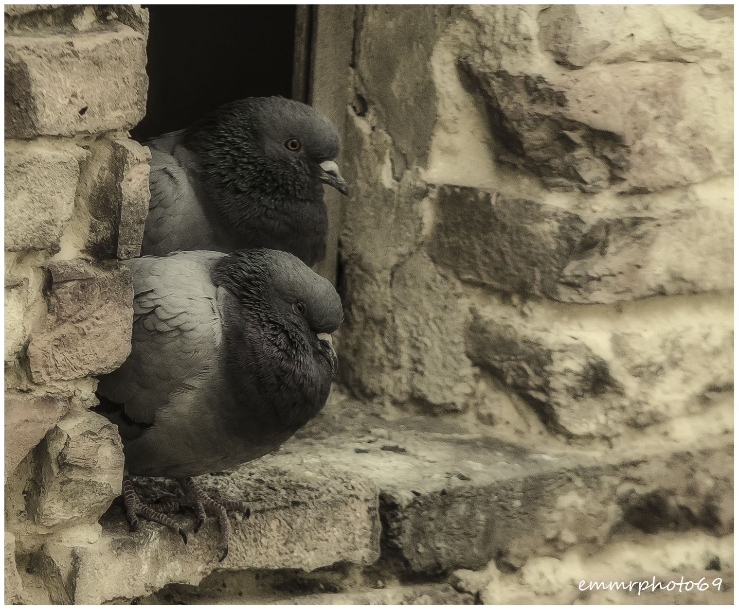 Piccioni..vicini vicini