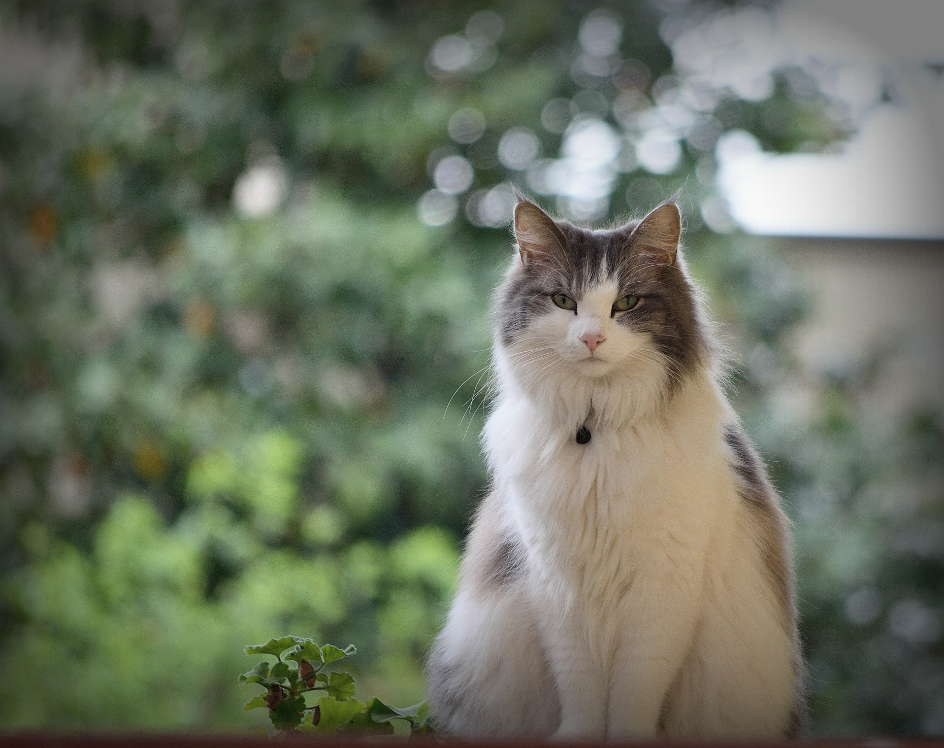 come una principessa