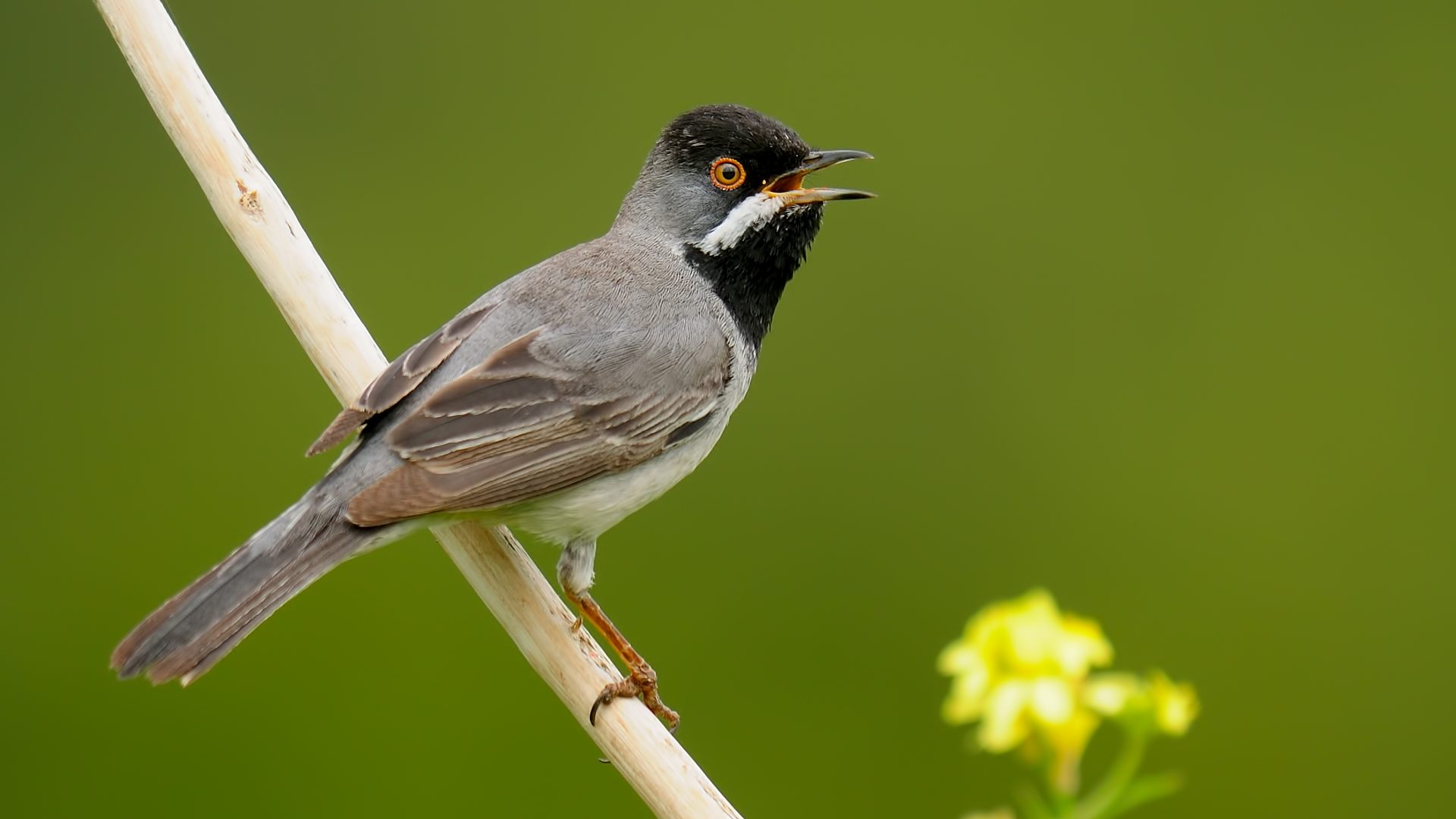 Rppell`s Warbler / Sylvia Ruppel