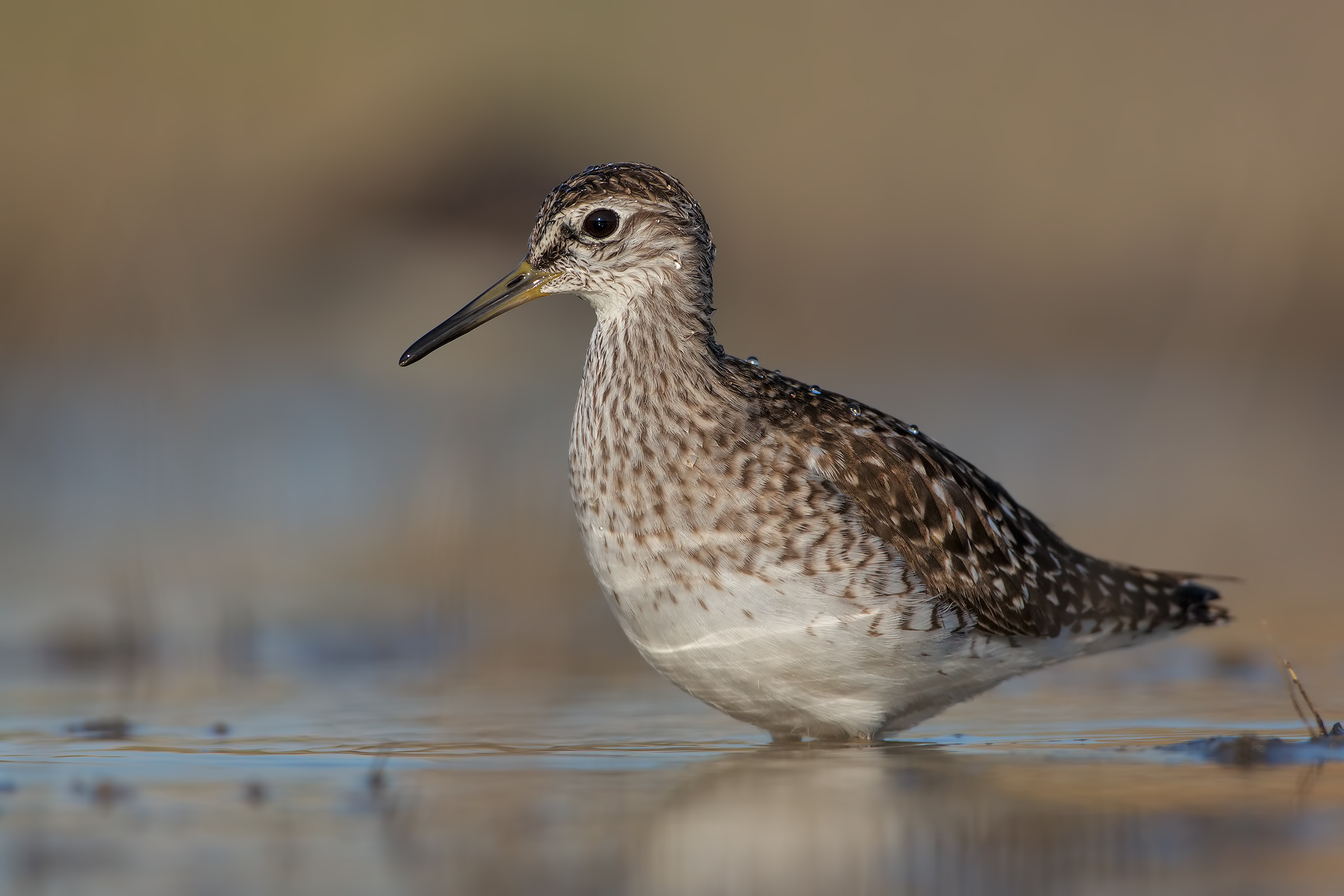 Piro piro boschereccio