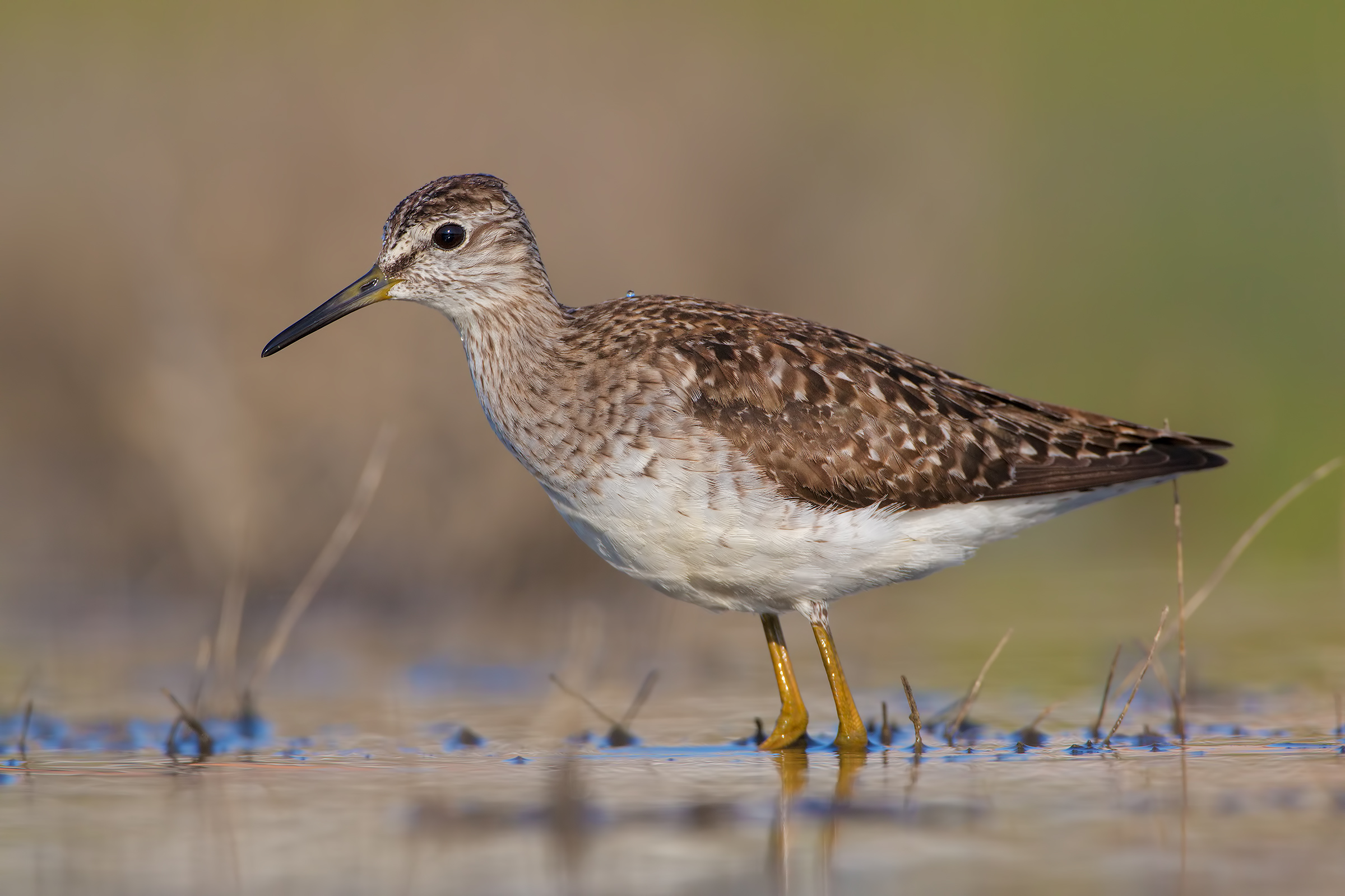 Piro piro boschereccio