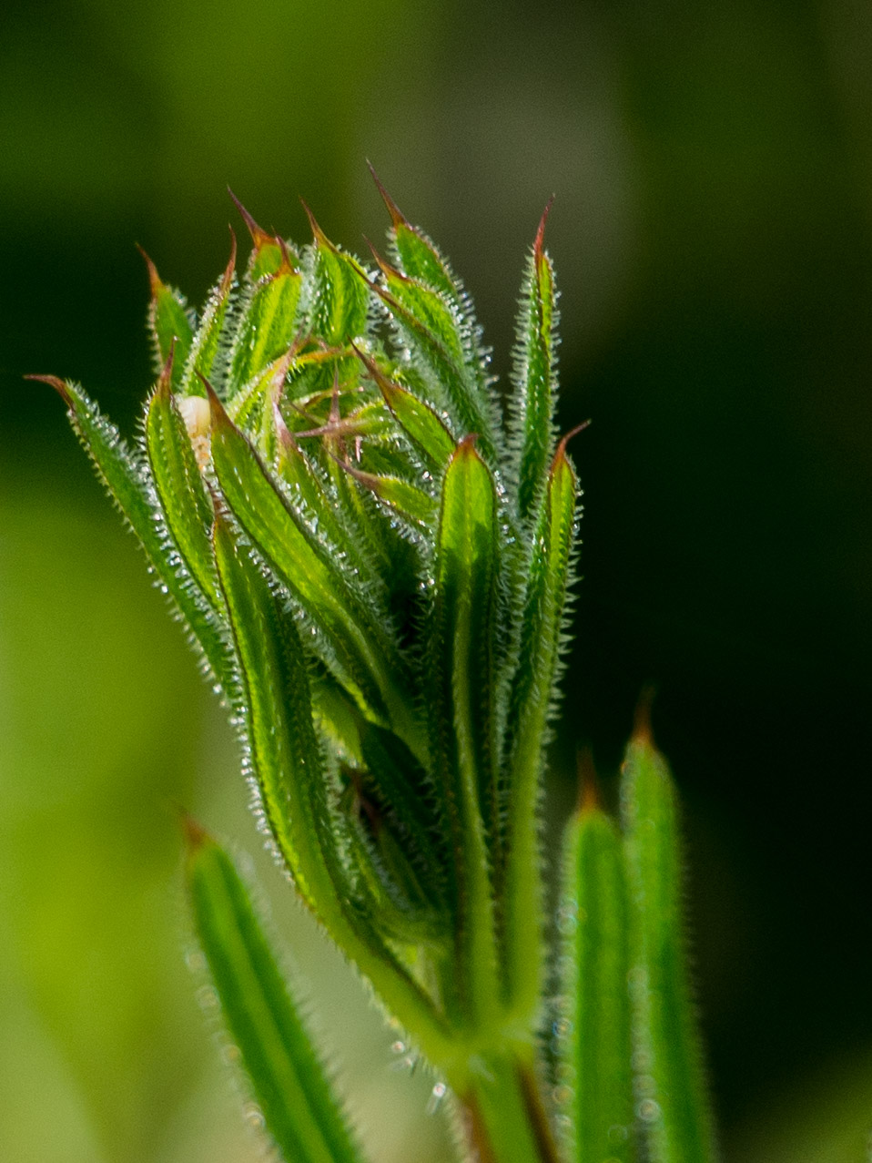 Proteso verso il cielo