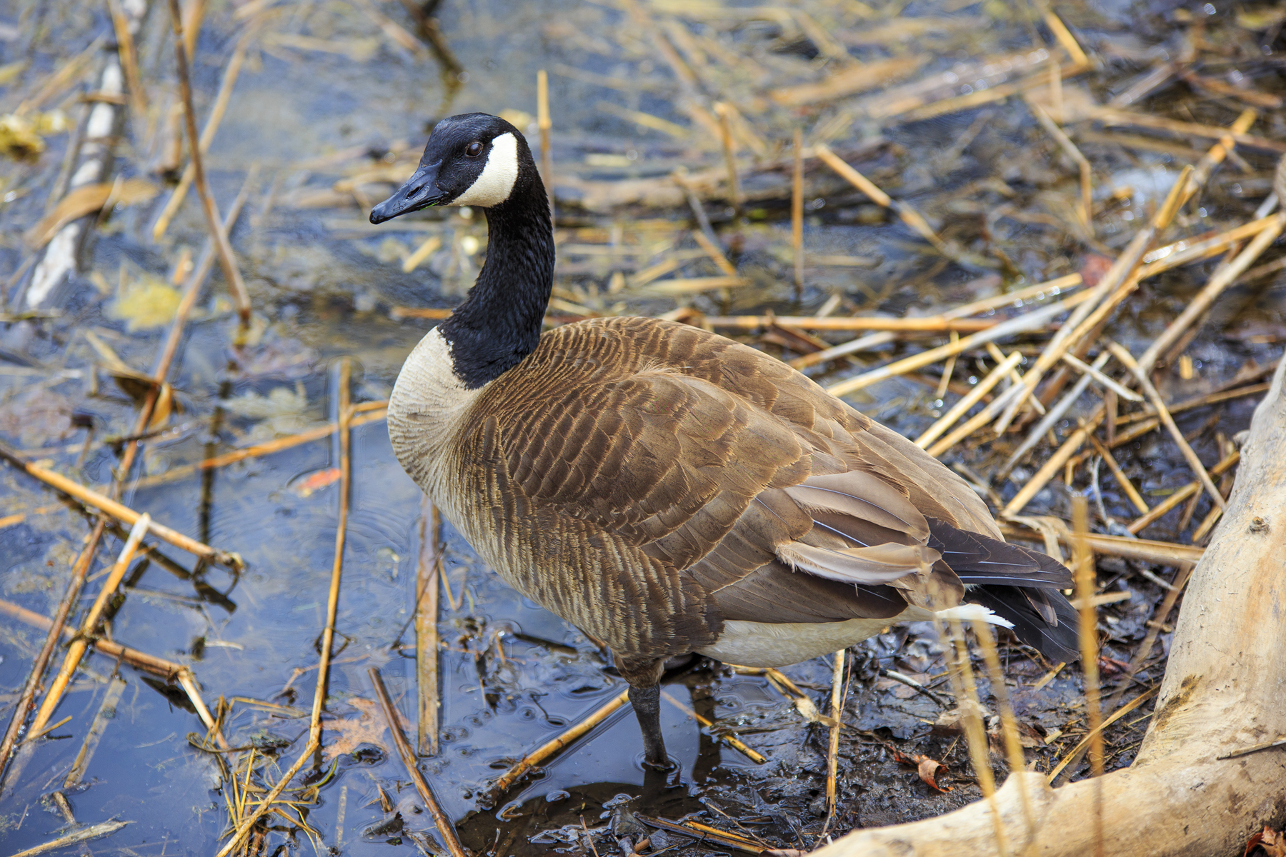 Canada Goose